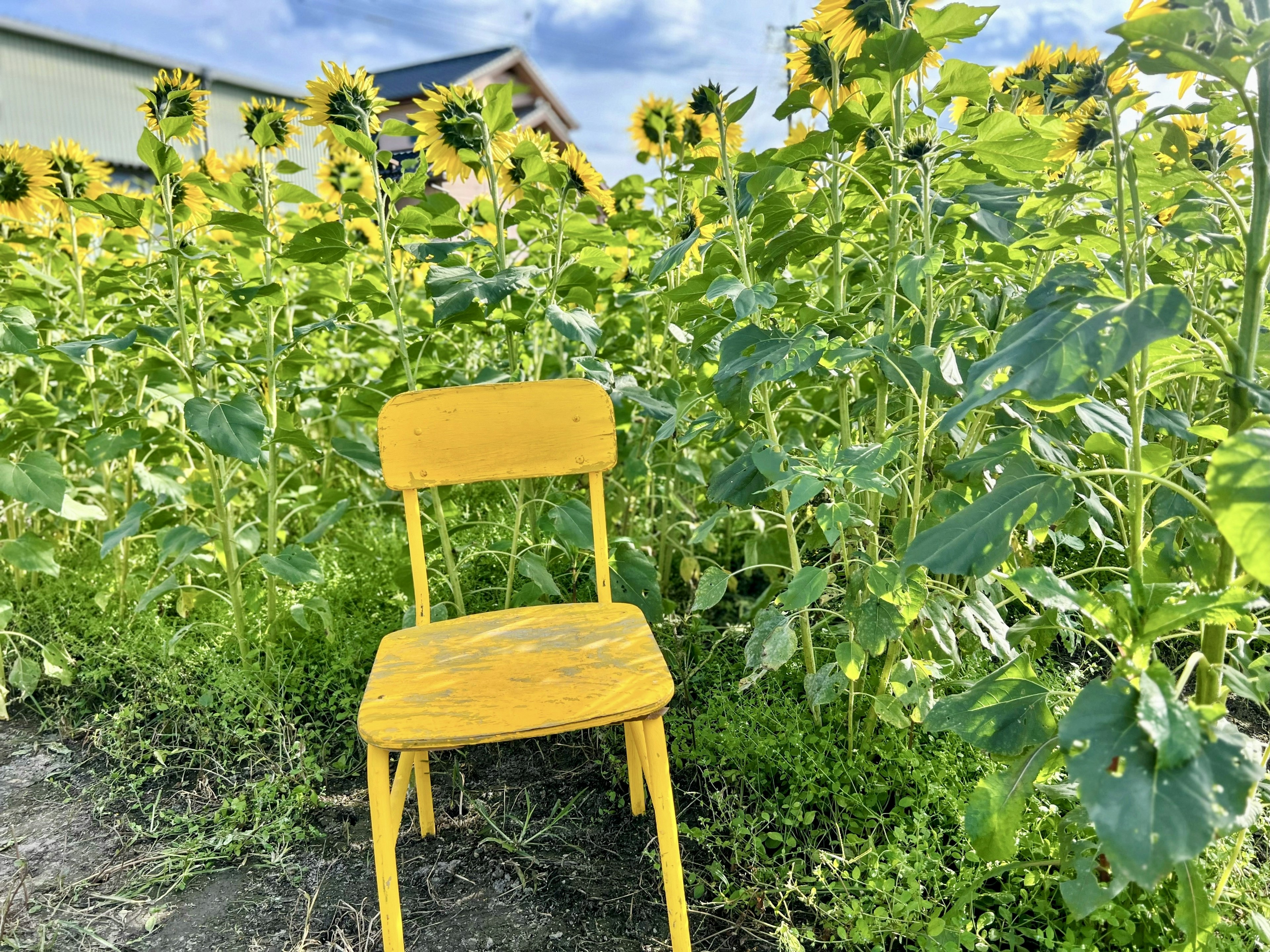 Gelbe Stuhl in einem Sonnenblumenfeld platziert