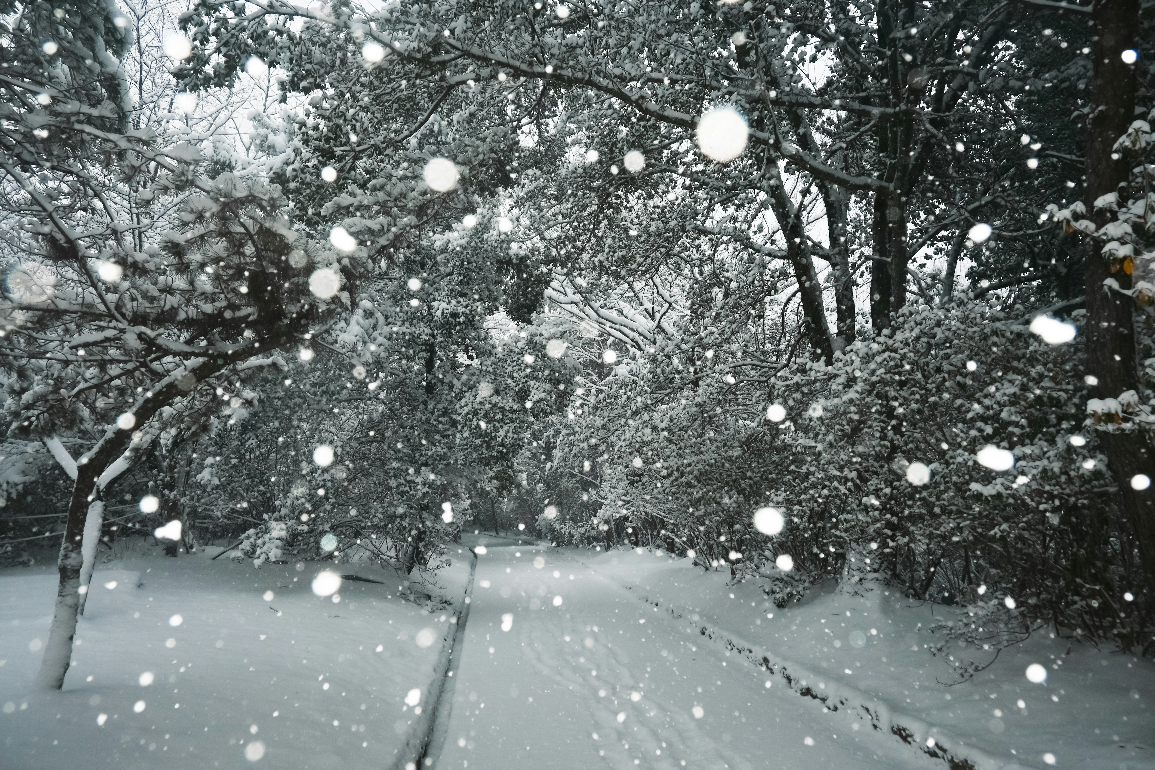 Paesaggio innevato con alberi lungo un sentiero durante la nevicata