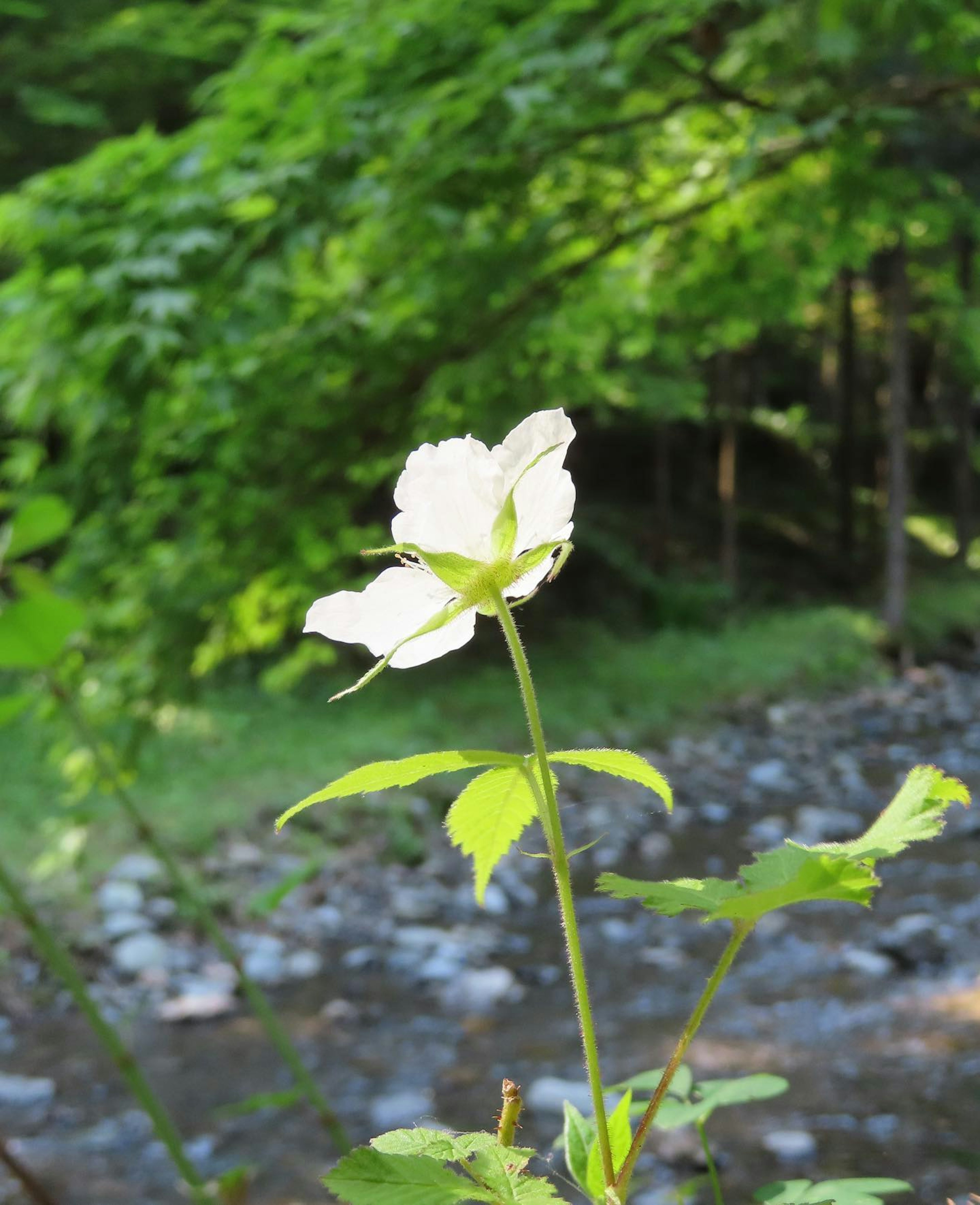 White flower blooming by a stream with green leaves