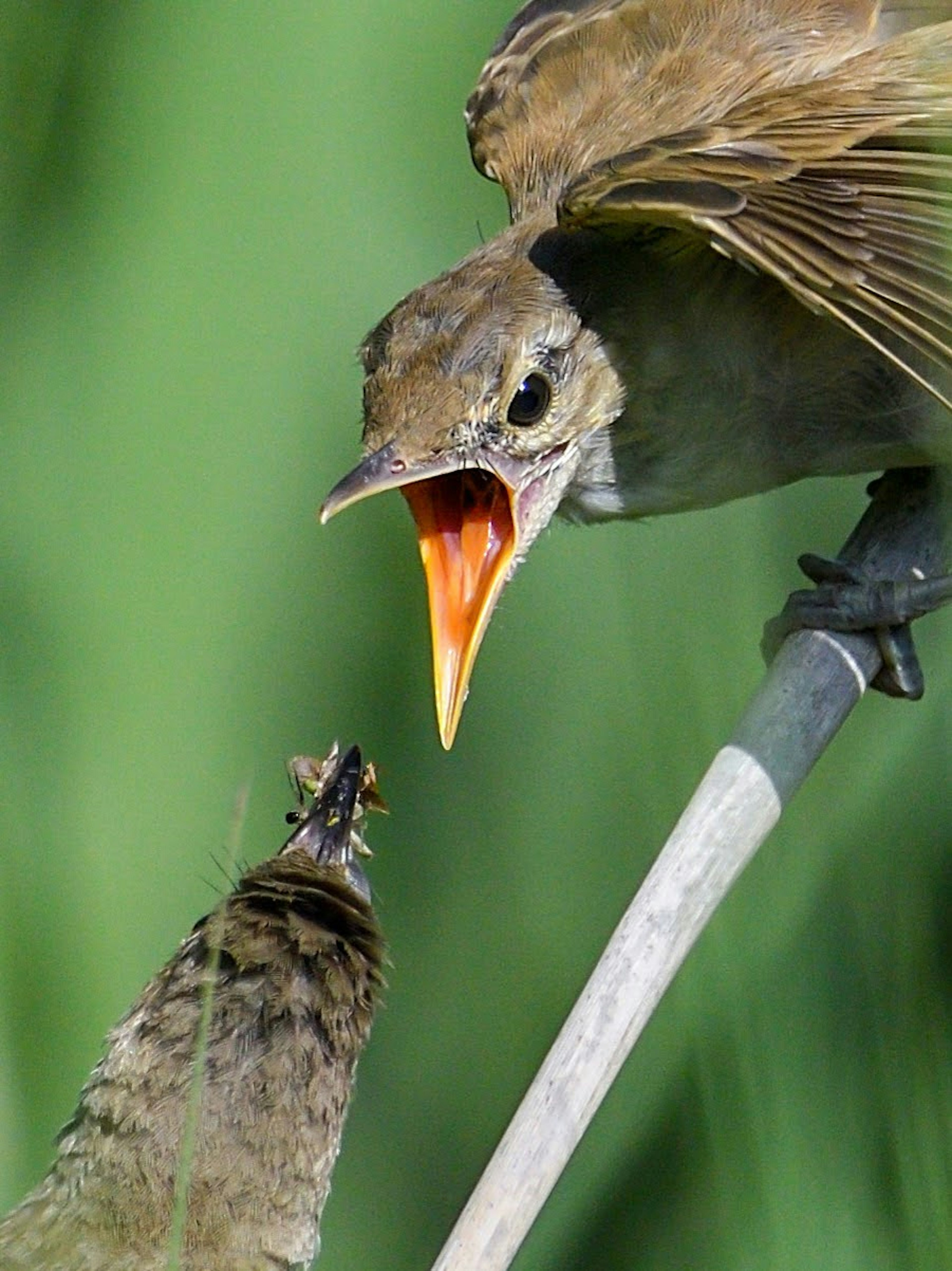 Un uccello che cerca di catturare un insetto con il becco aperto