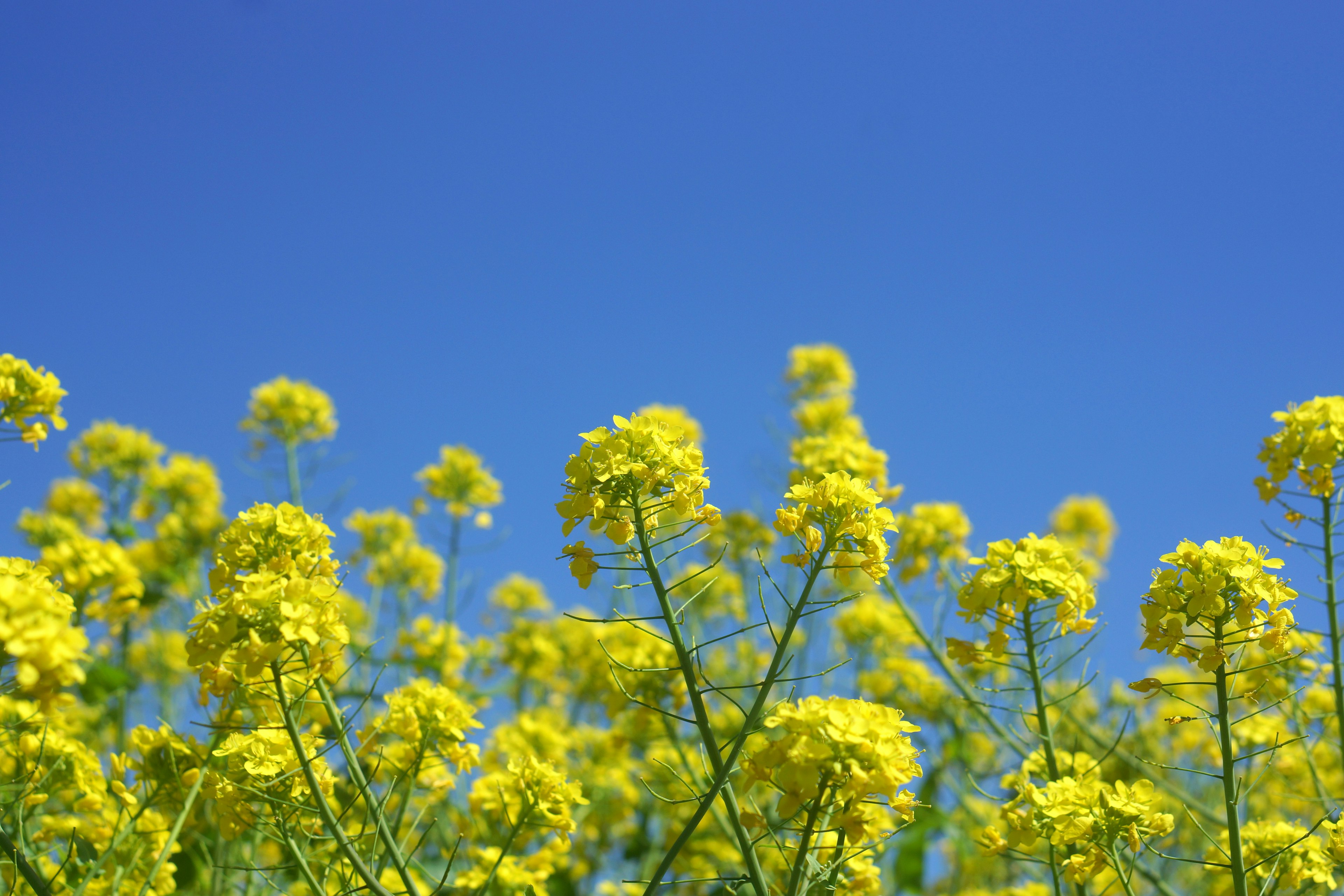 Campo de flores de colza amarillas bajo un cielo azul