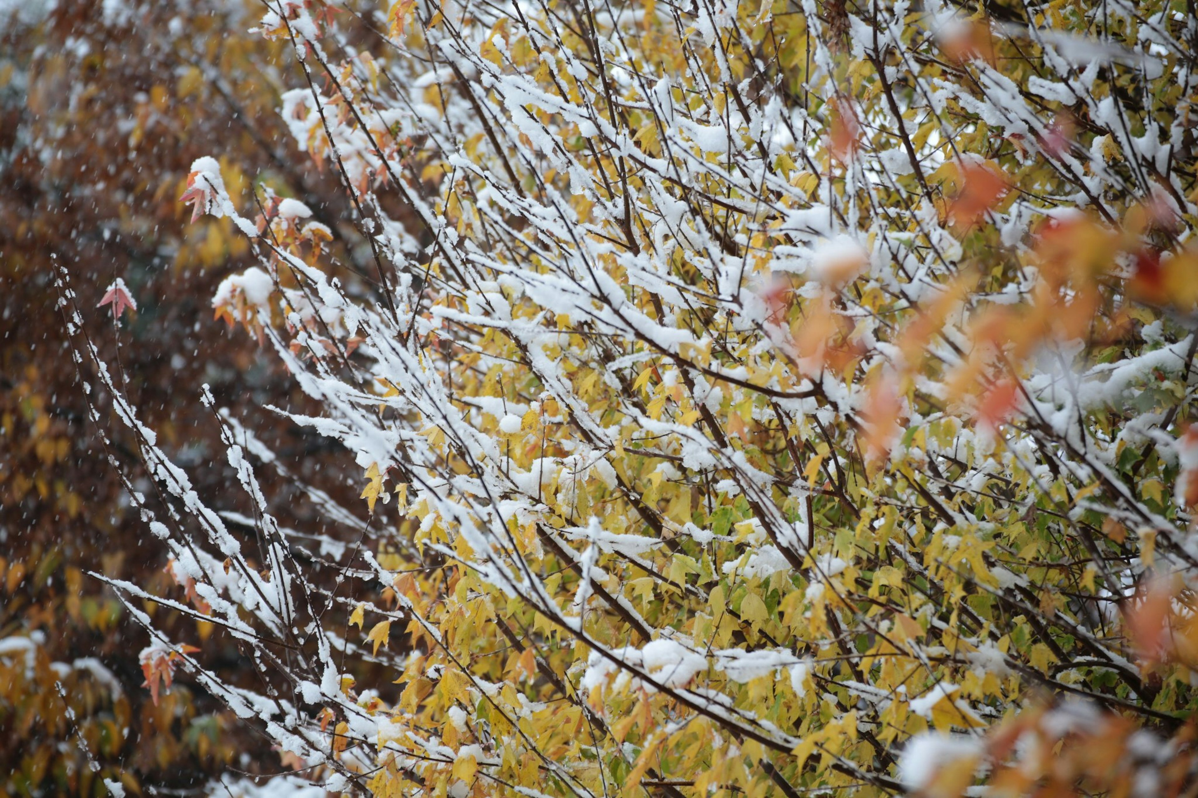 Nahaufnahme von Bäumen mit gelben Blättern, die mit Schnee bedeckt sind