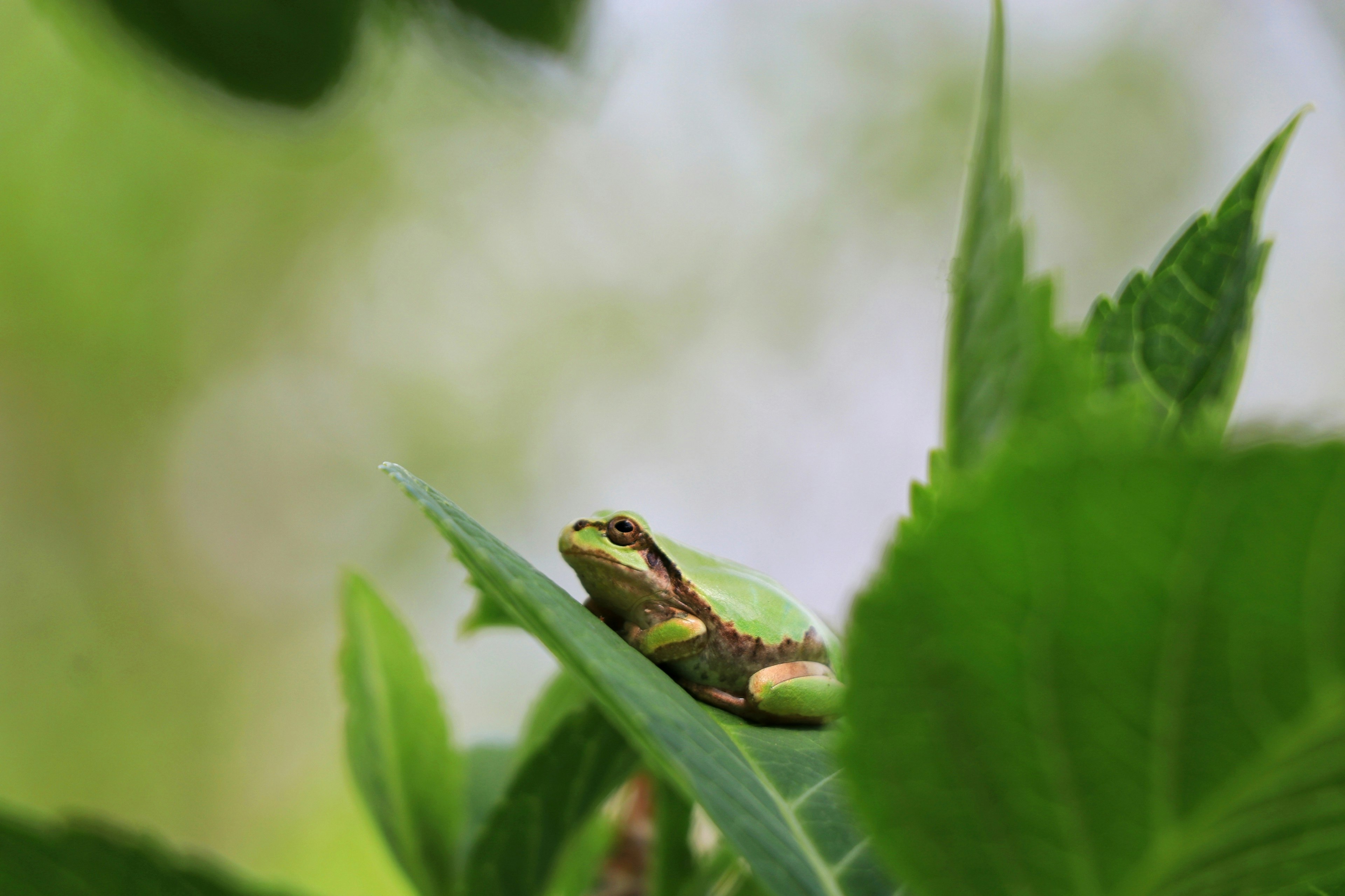 Close-up of a frog on green leaves