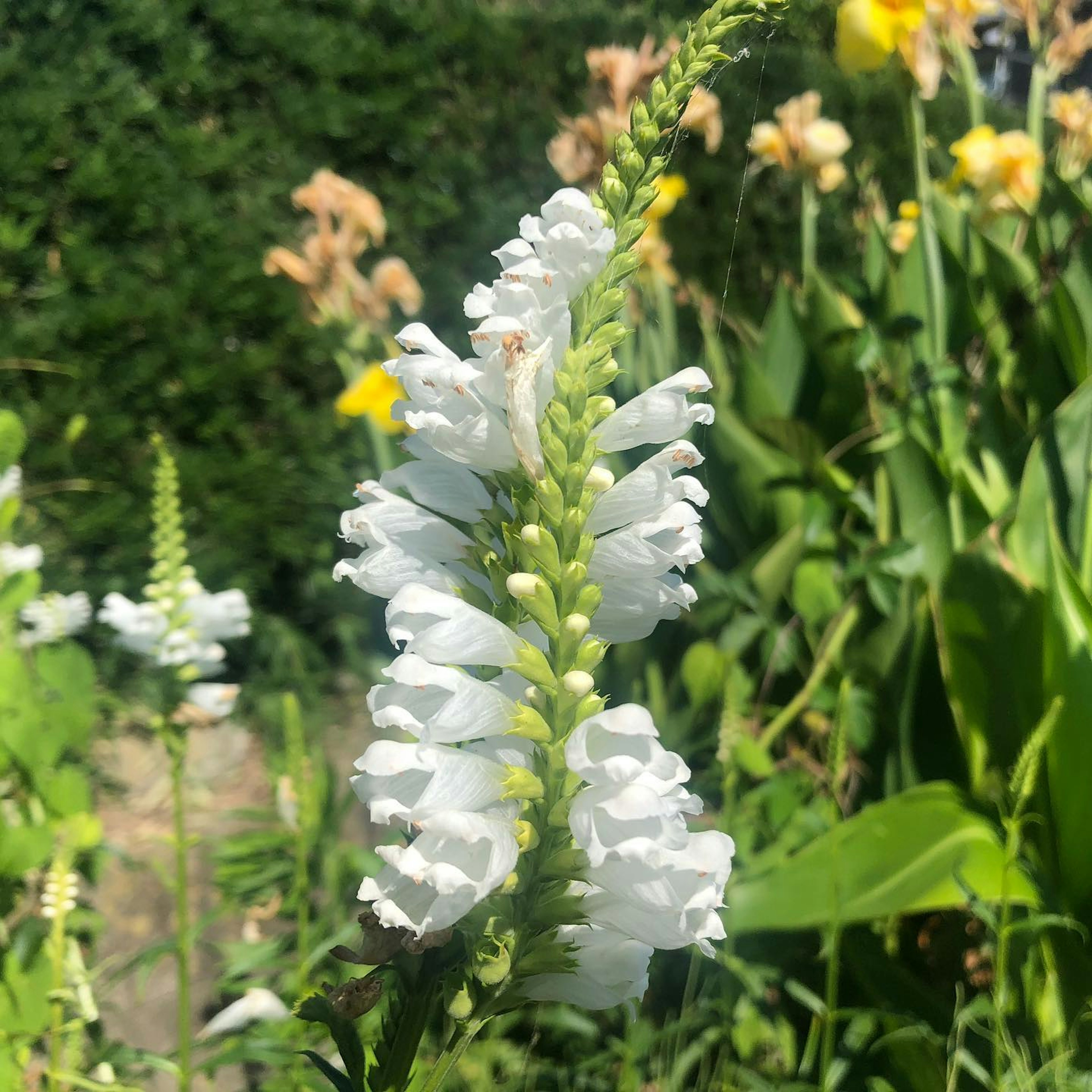 Gros plan sur des fleurs blanches dans un jardin