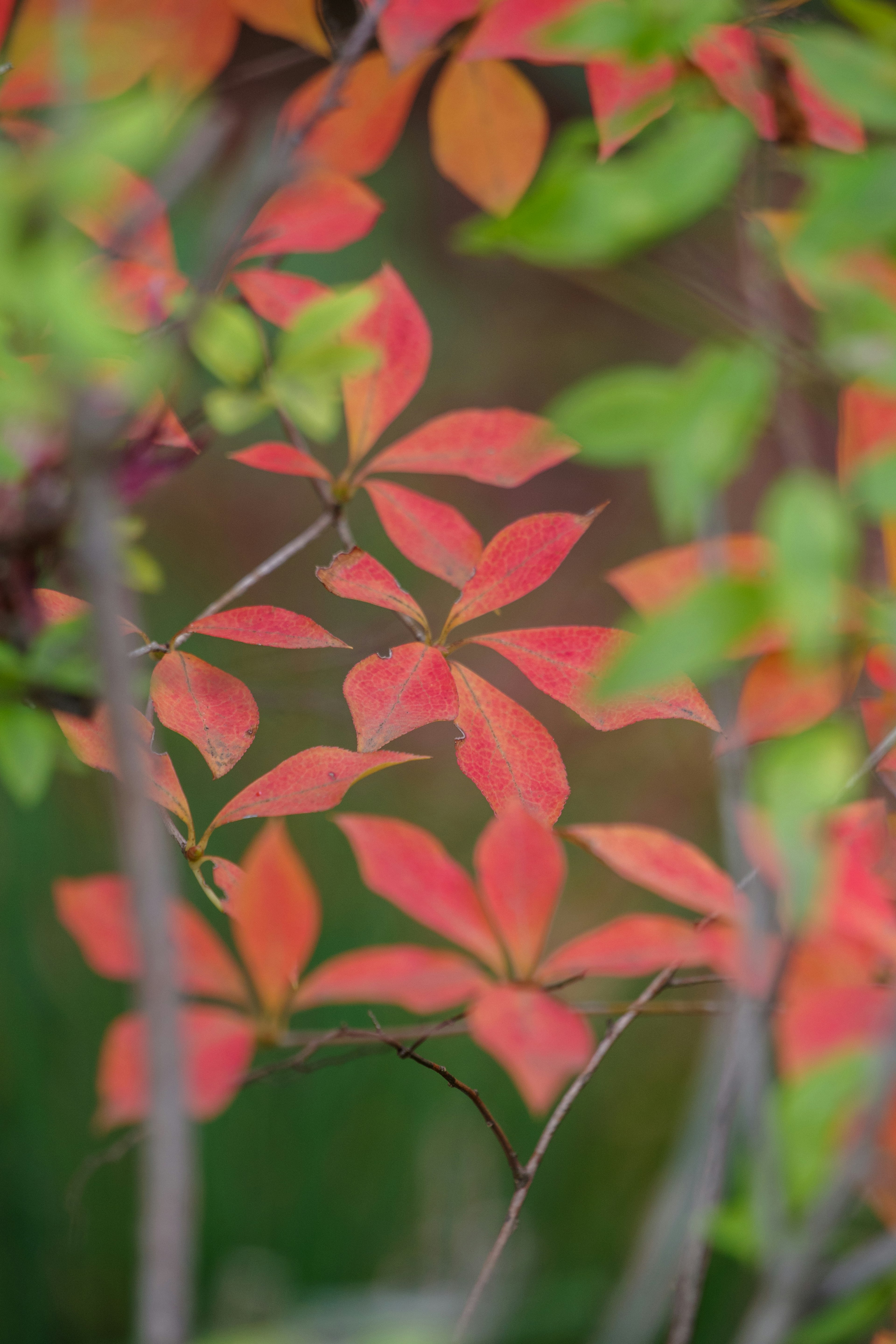 Beautiful scene of overlapping red and green leaves