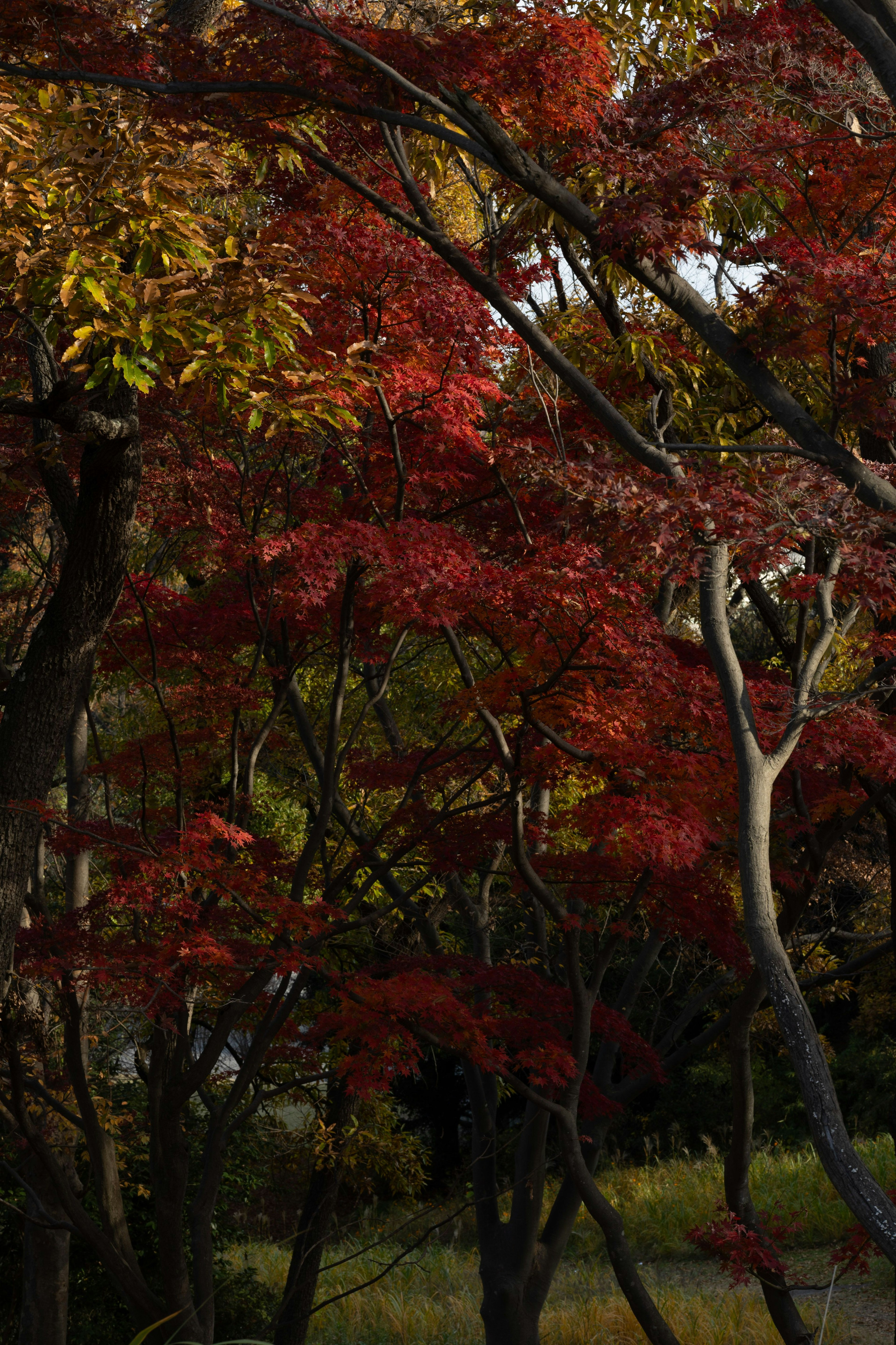 秋天的風景，樹上有鮮豔的紅色和黃色的葉子