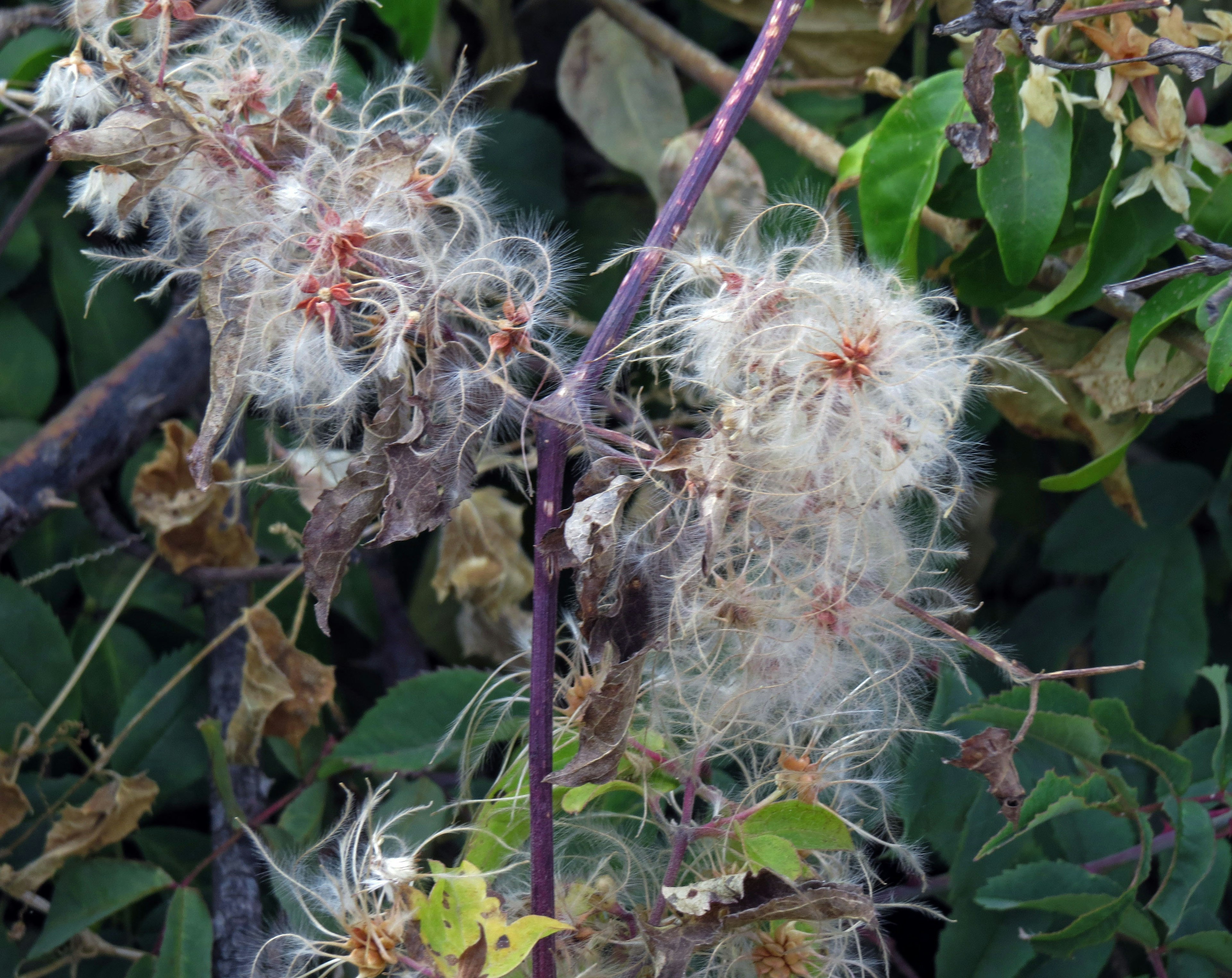 Gousses de graines blanches et duveteuses sur une plante parmi des feuilles vertes