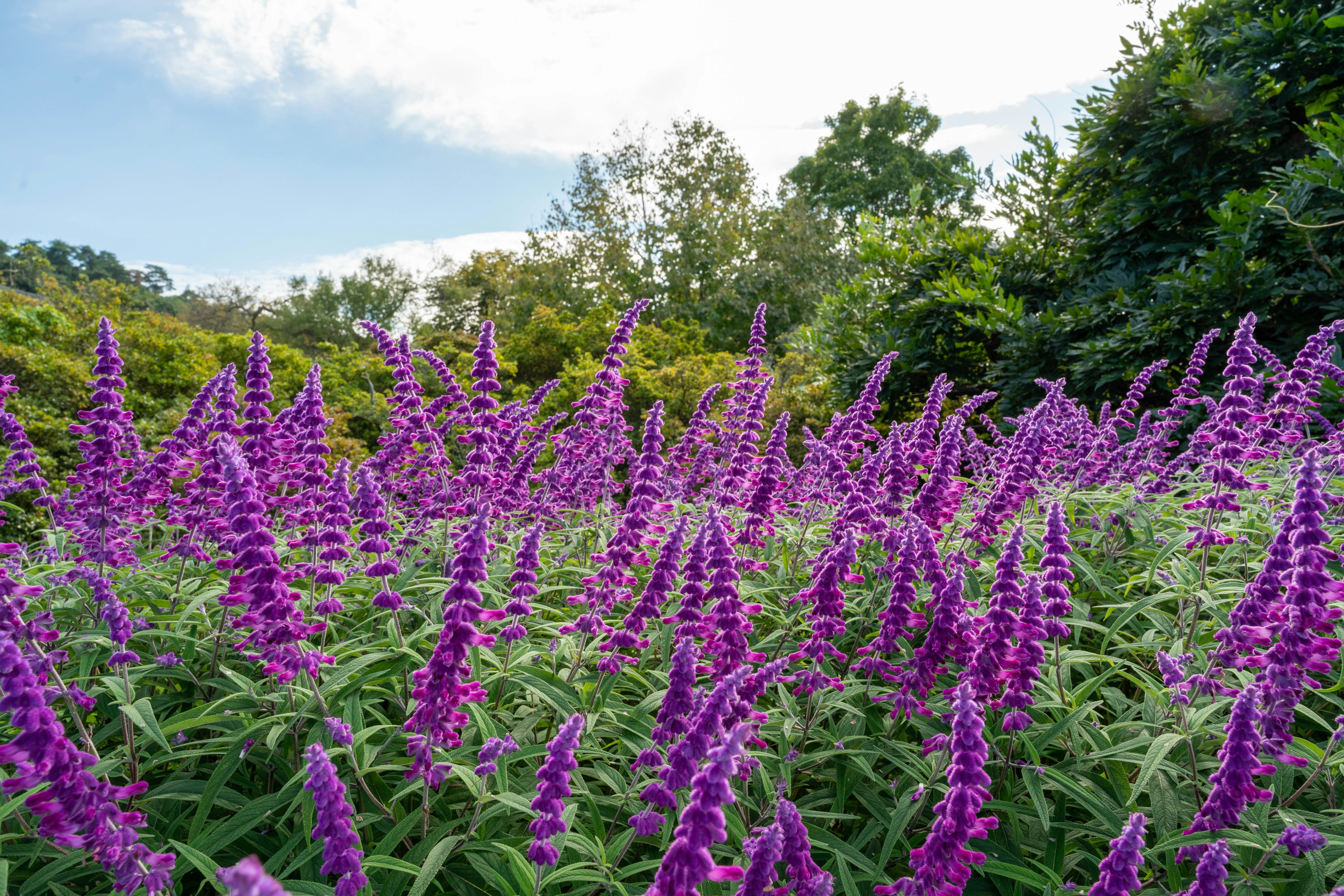 Flores moradas vibrantes en plena floración con un fondo verde exuberante