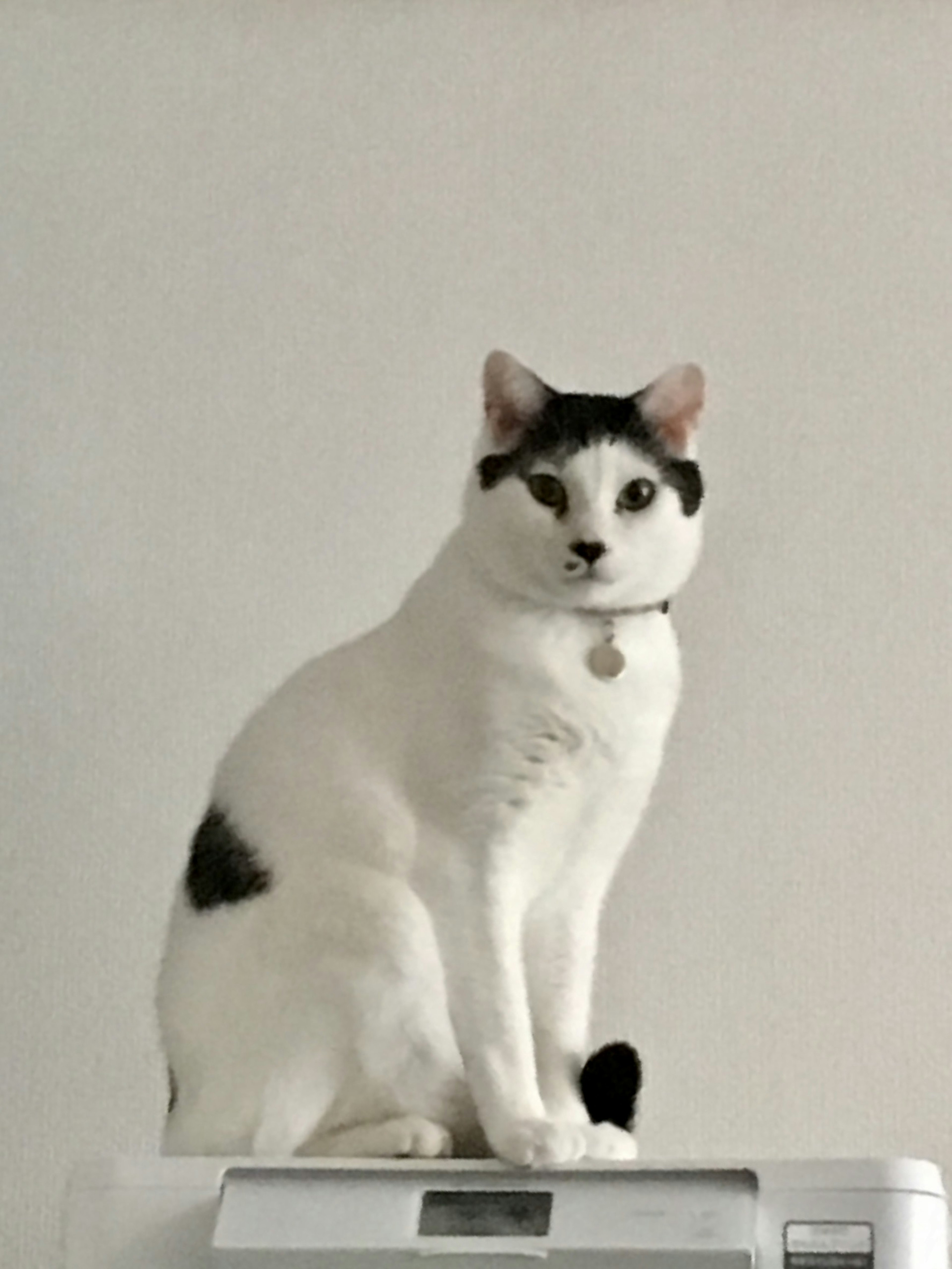 Un gato blanco y negro sentado sobre una superficie blanca