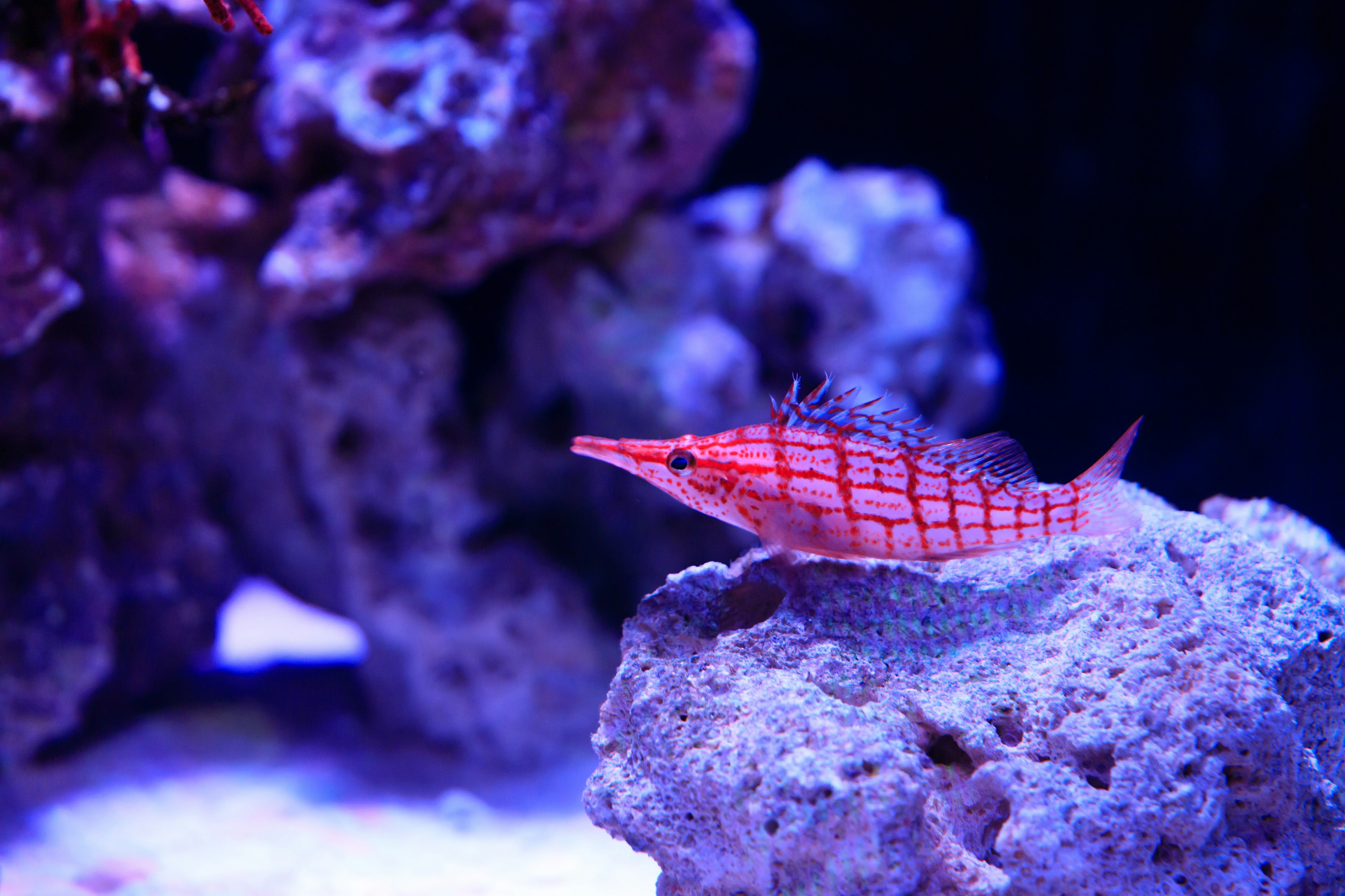 Lebhafter roter Fisch, der auf einem Felsen in einer Unterwasserszene ruht