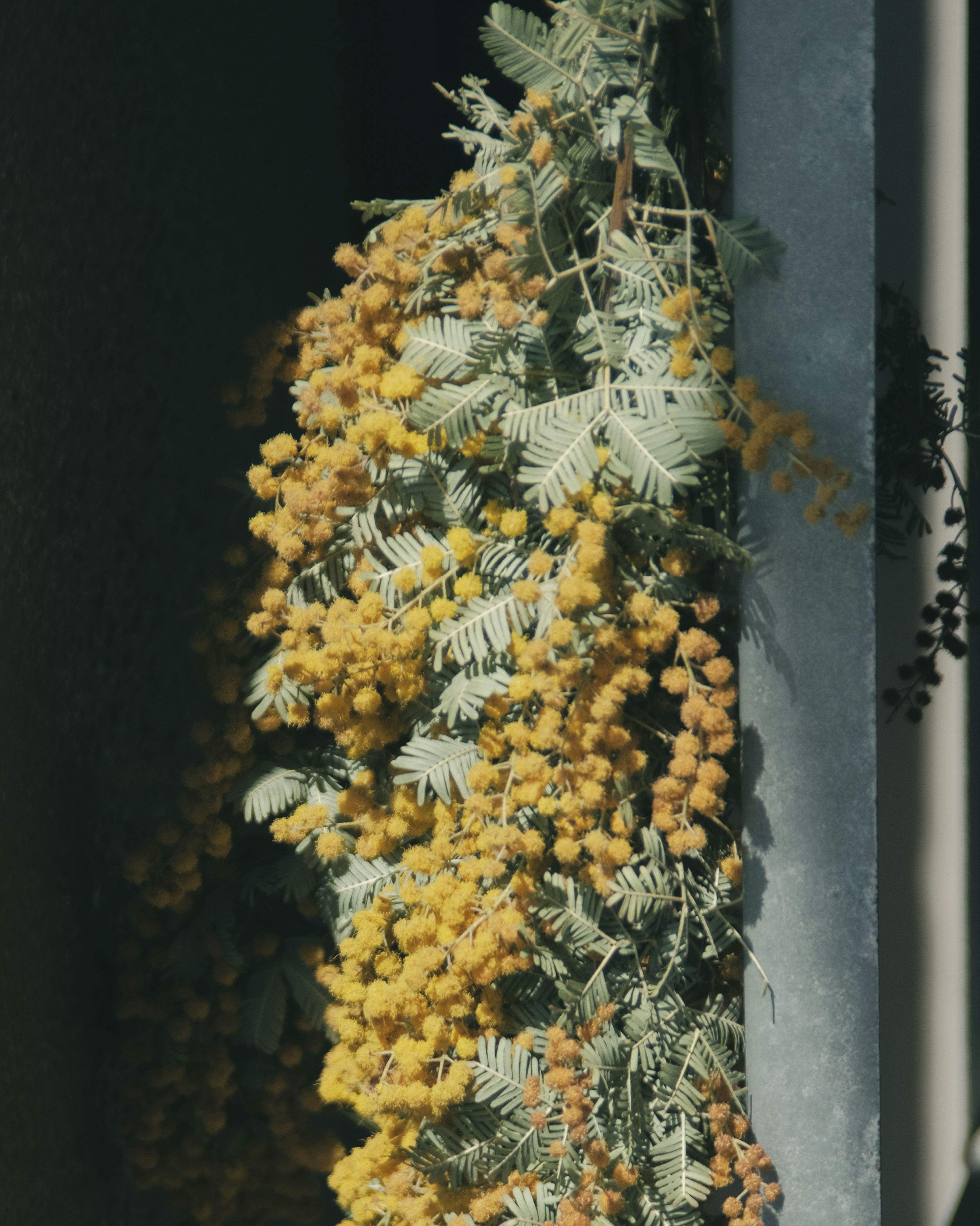 Eine schöne Ausstellung lebendiger gelber Blumen, die mit grünen Blättern verwoben sind