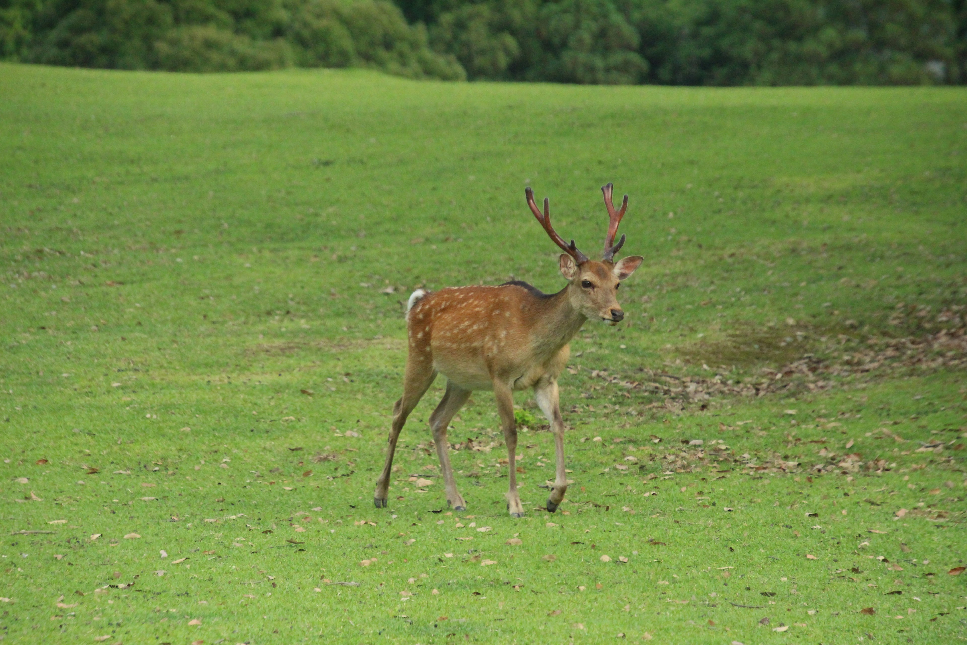 Jeune cerf mâle marchant sur de l'herbe verte