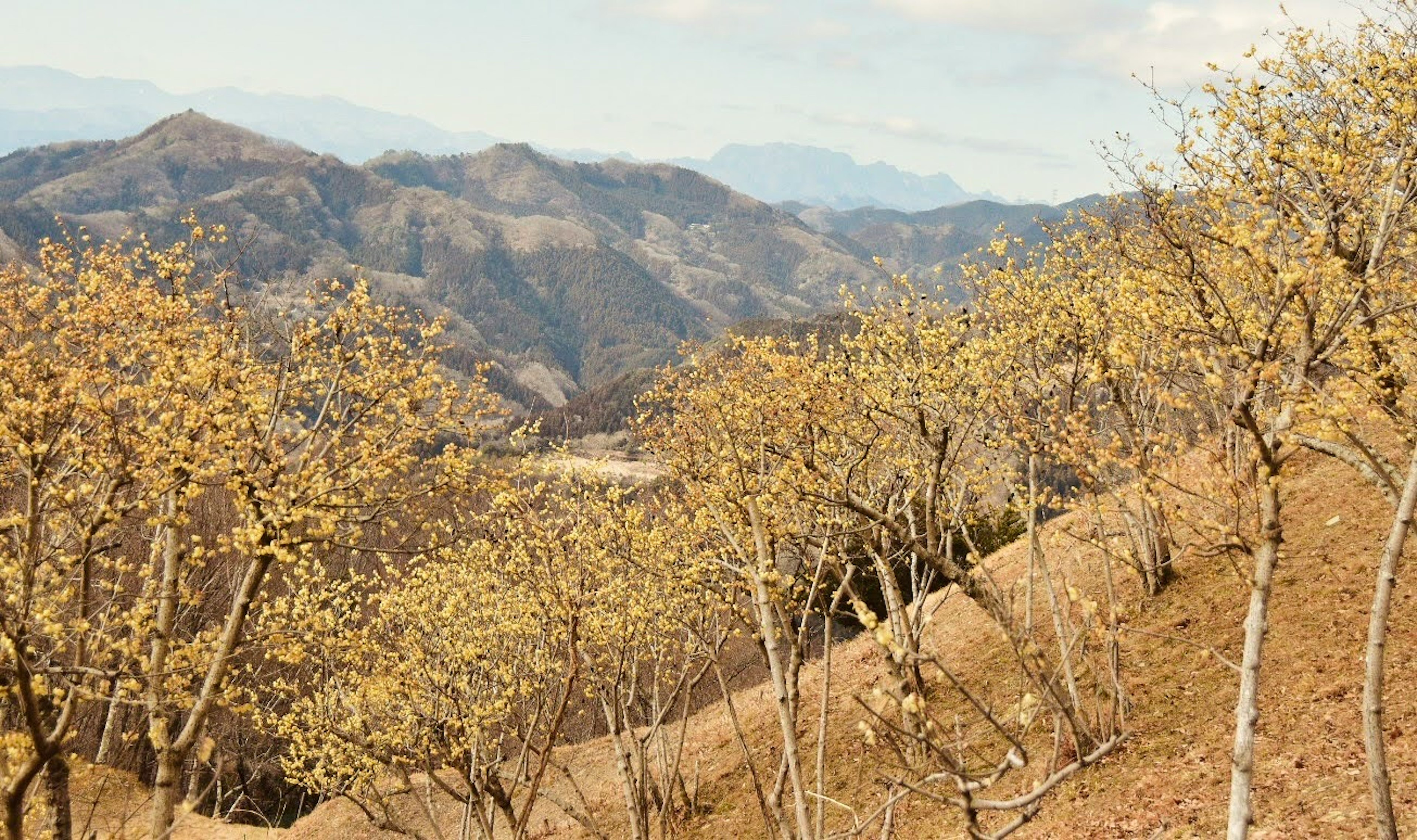 Vista escénica de montañas con follaje de otoño y árboles desnudos