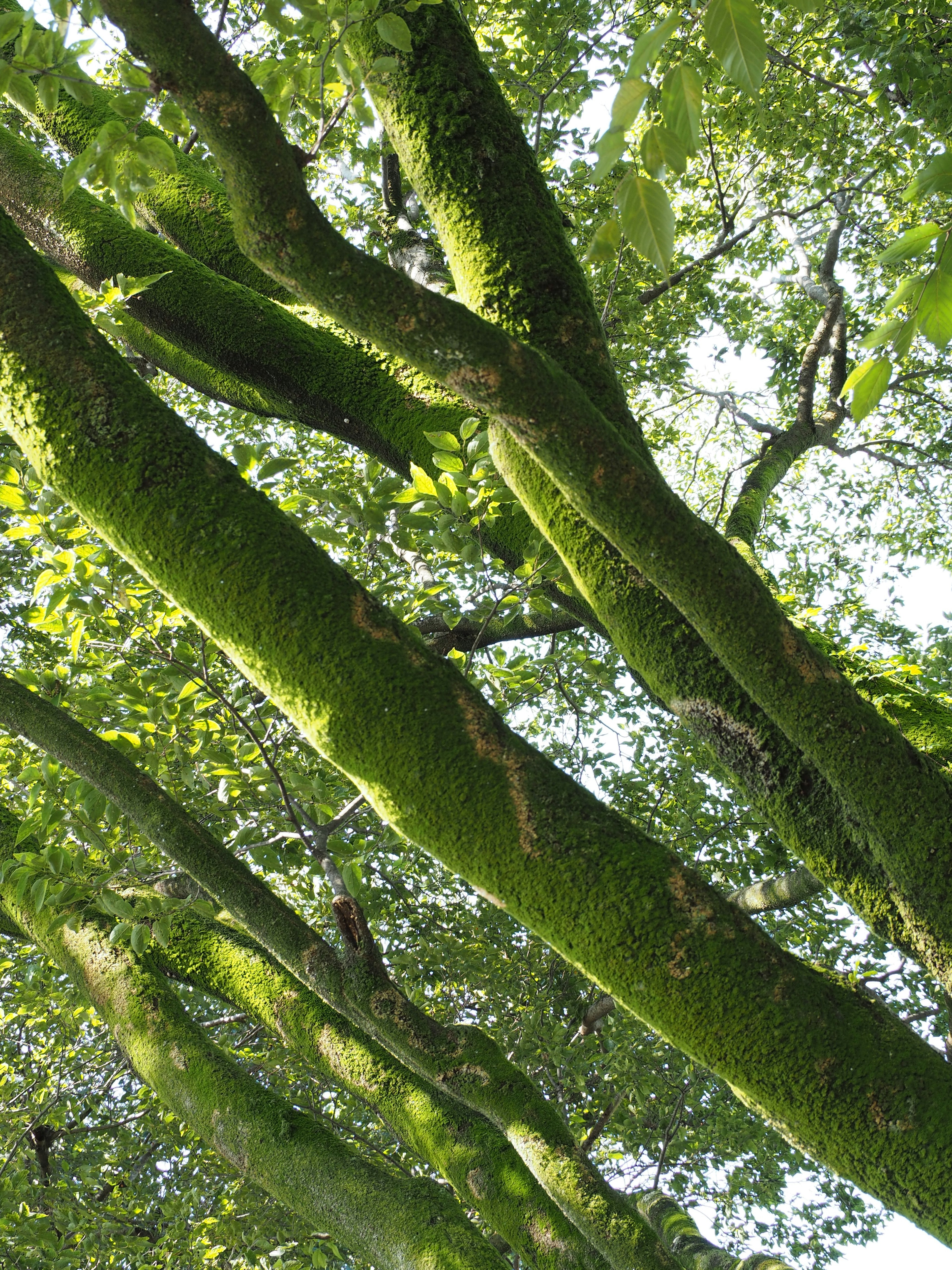 Primer plano de troncos y ramas de árboles cubiertos de musgo verde