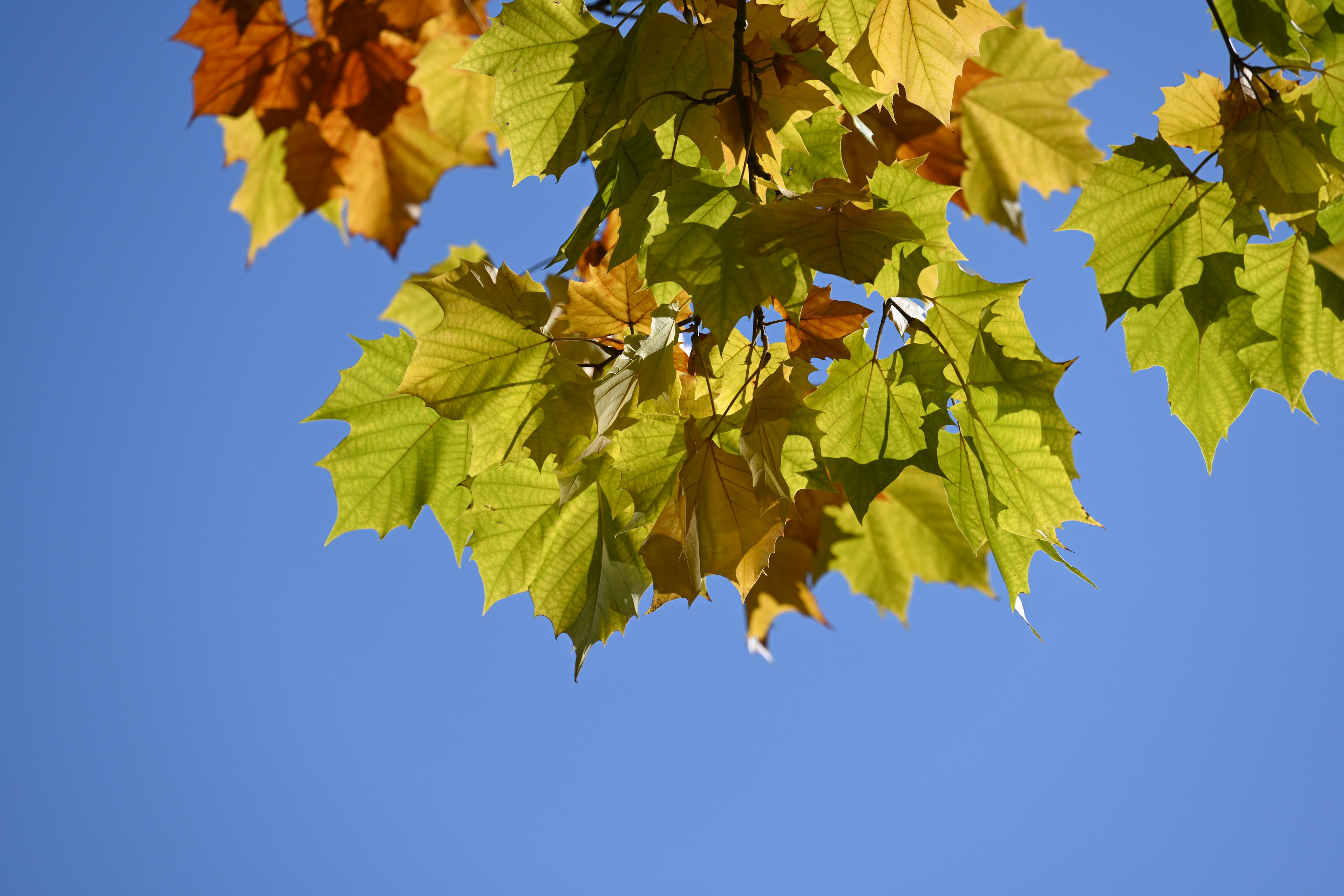 Green and yellow leaves against a blue sky