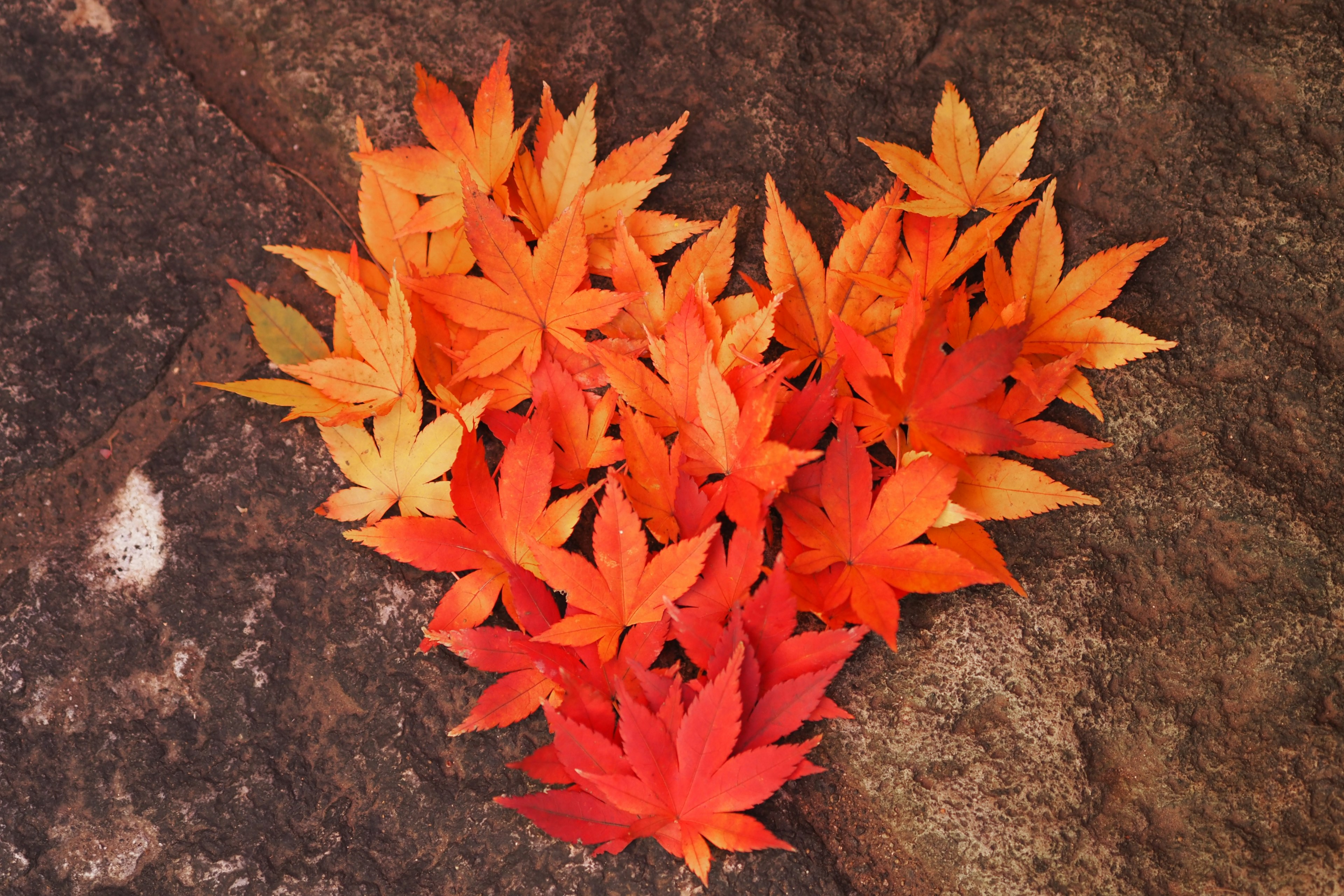 A heart shape made of red and orange maple leaves on a rocky surface