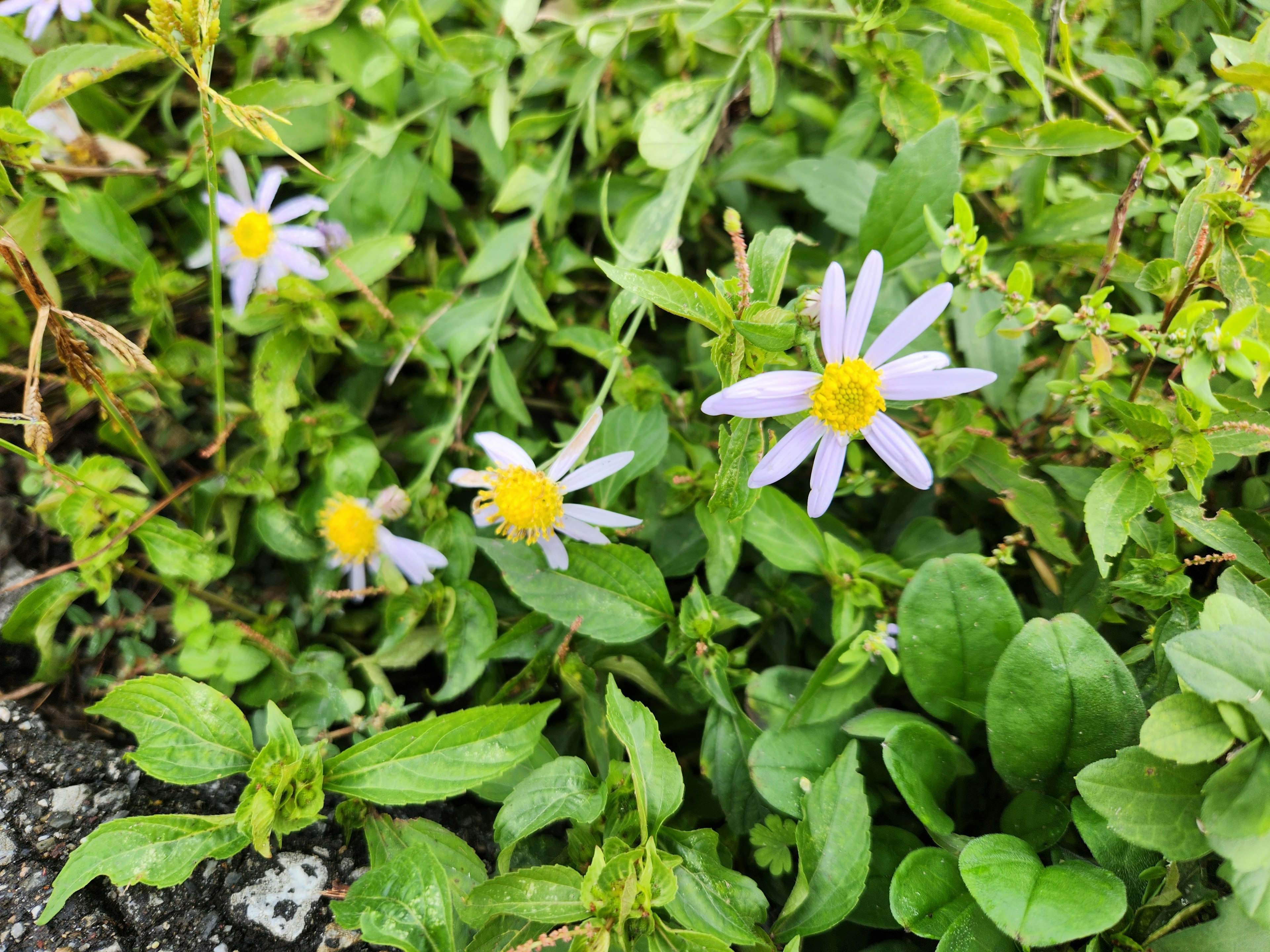 緑の葉の間に咲く紫の花と黄色の中心