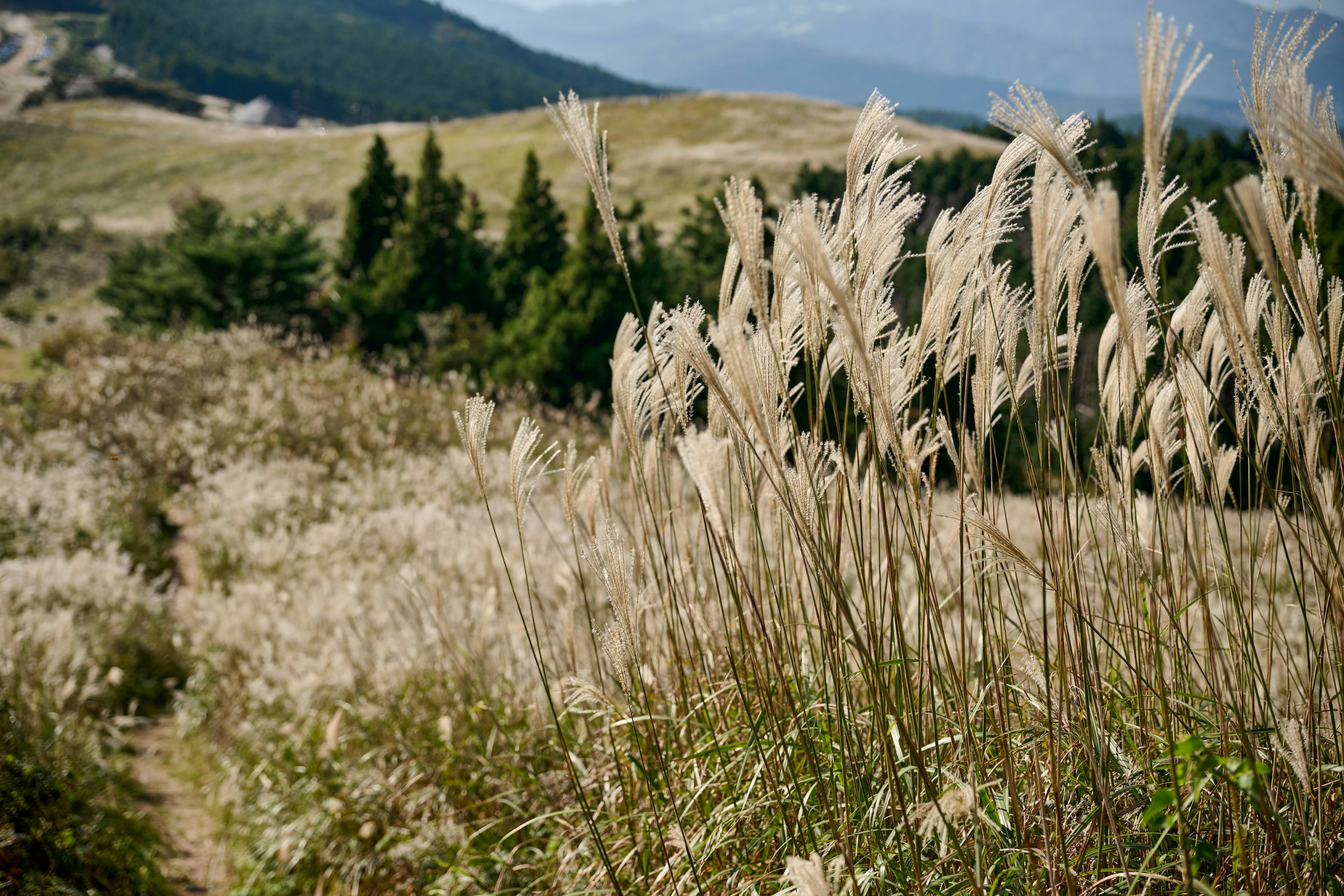 Rumput pampas yang bergoyang di ladang dengan pegunungan di kejauhan