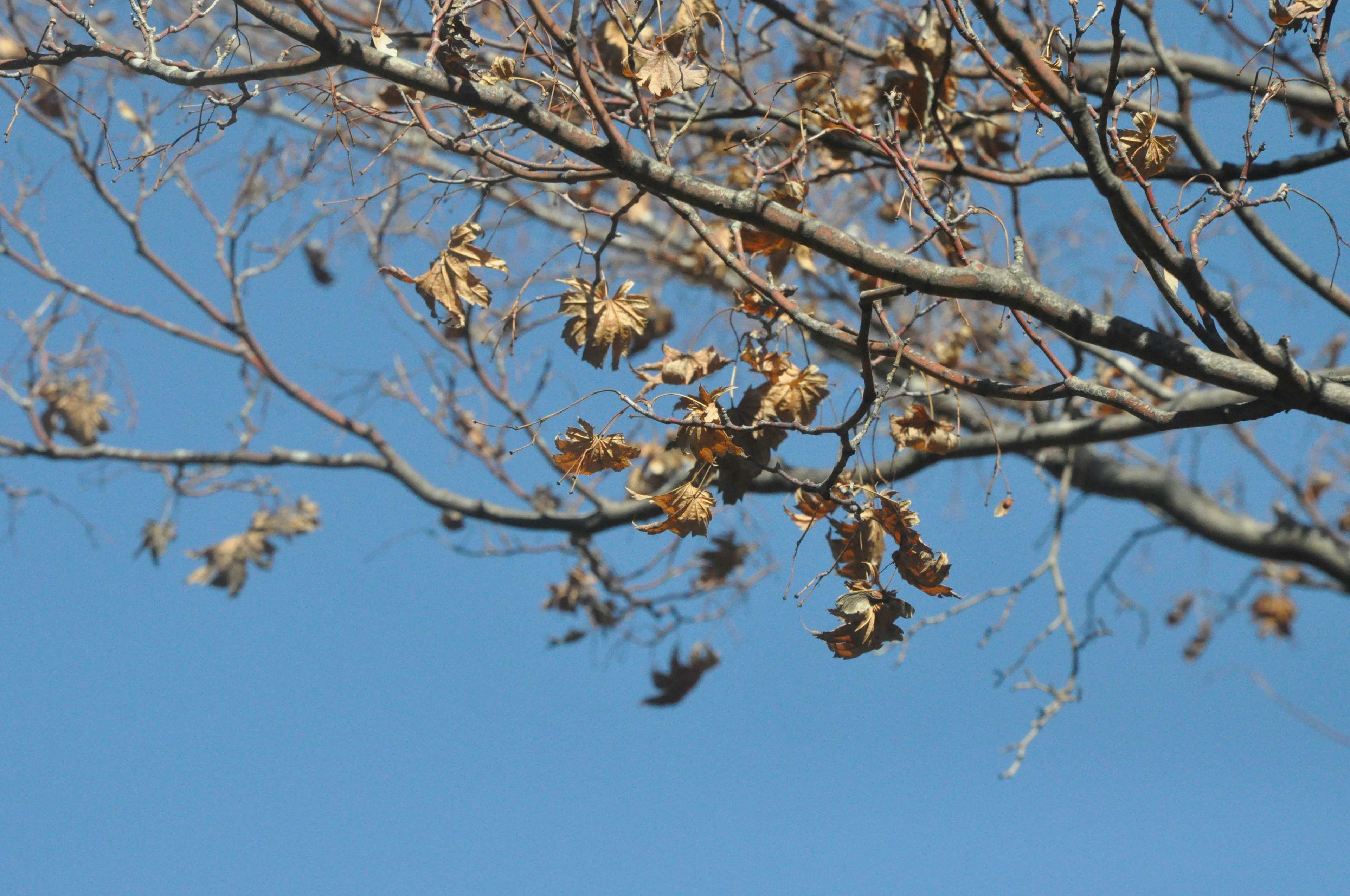 Ramas de árbol con hojas secas contra un cielo azul