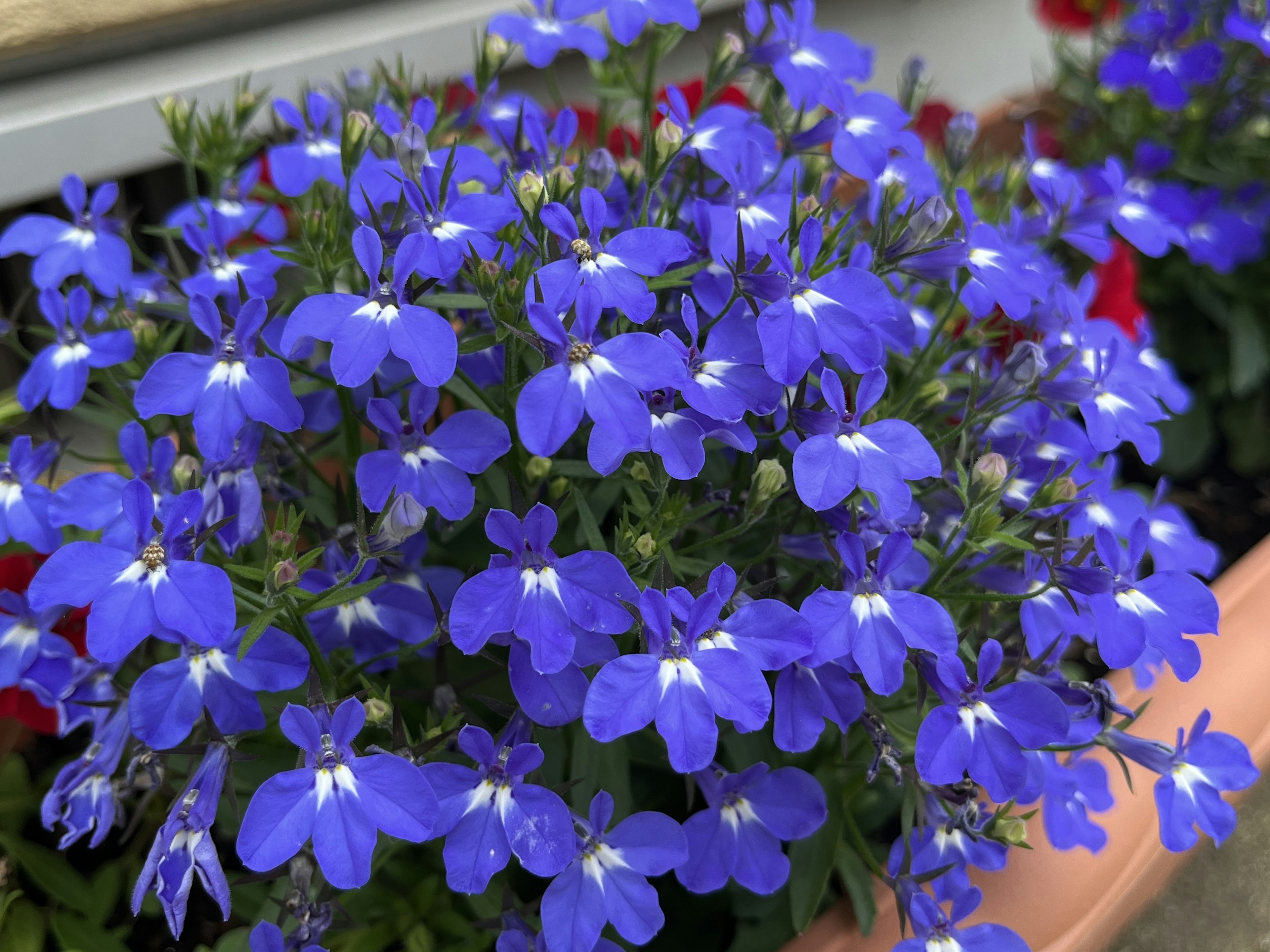 鮮やかな青い花が咲く鉢植えの植物