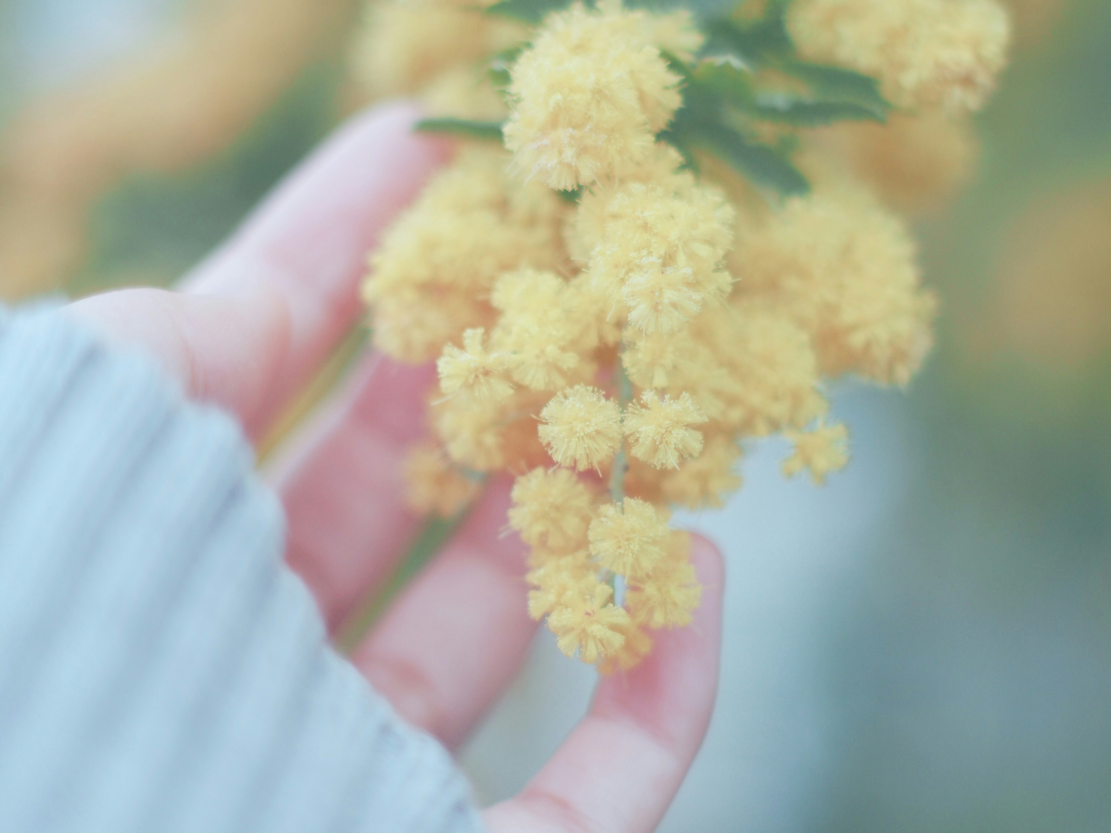 Una mano che tiene un grappolo di fiori gialli su uno sfondo morbido