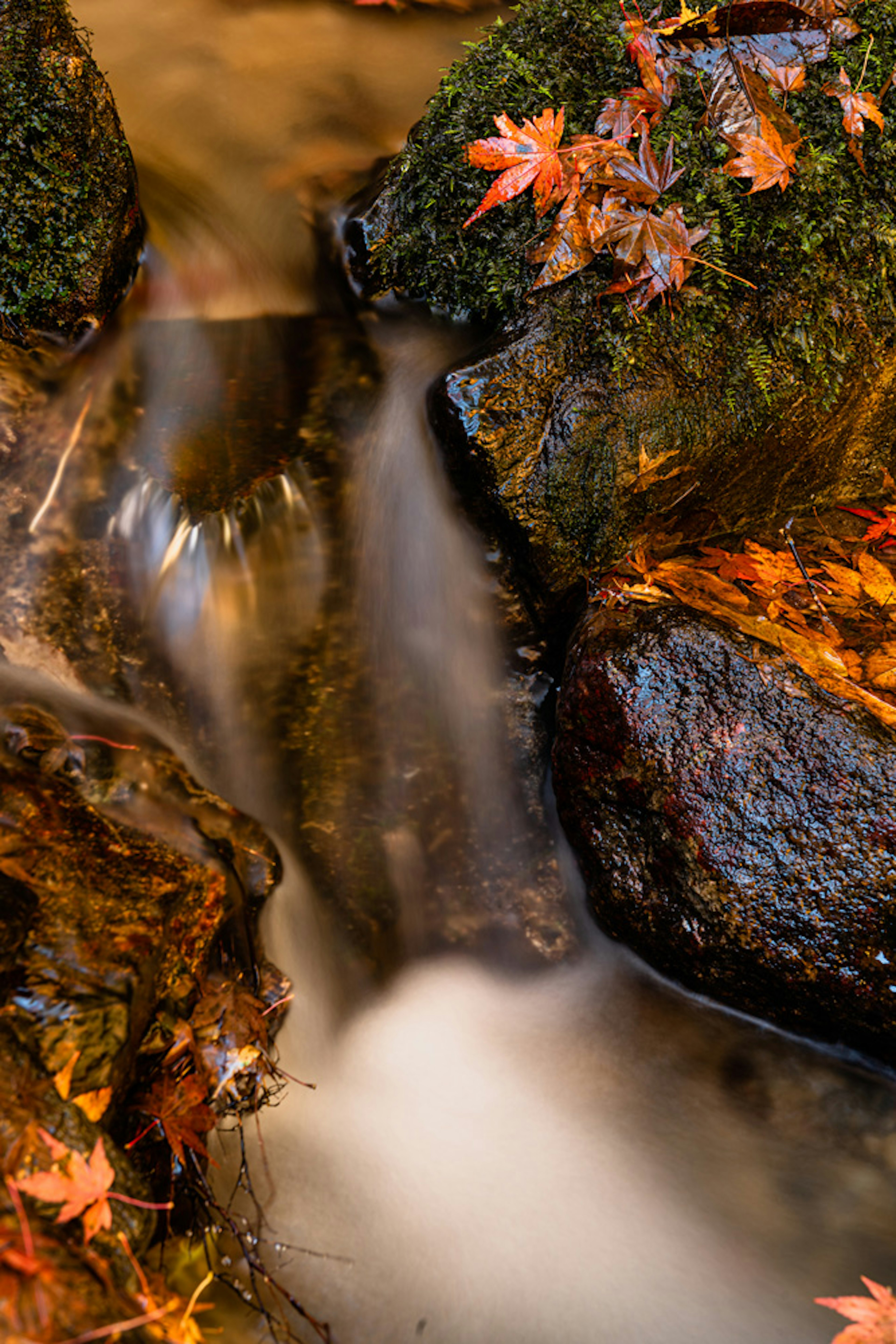 A serene stream flowing over rocks adorned with colorful autumn leaves