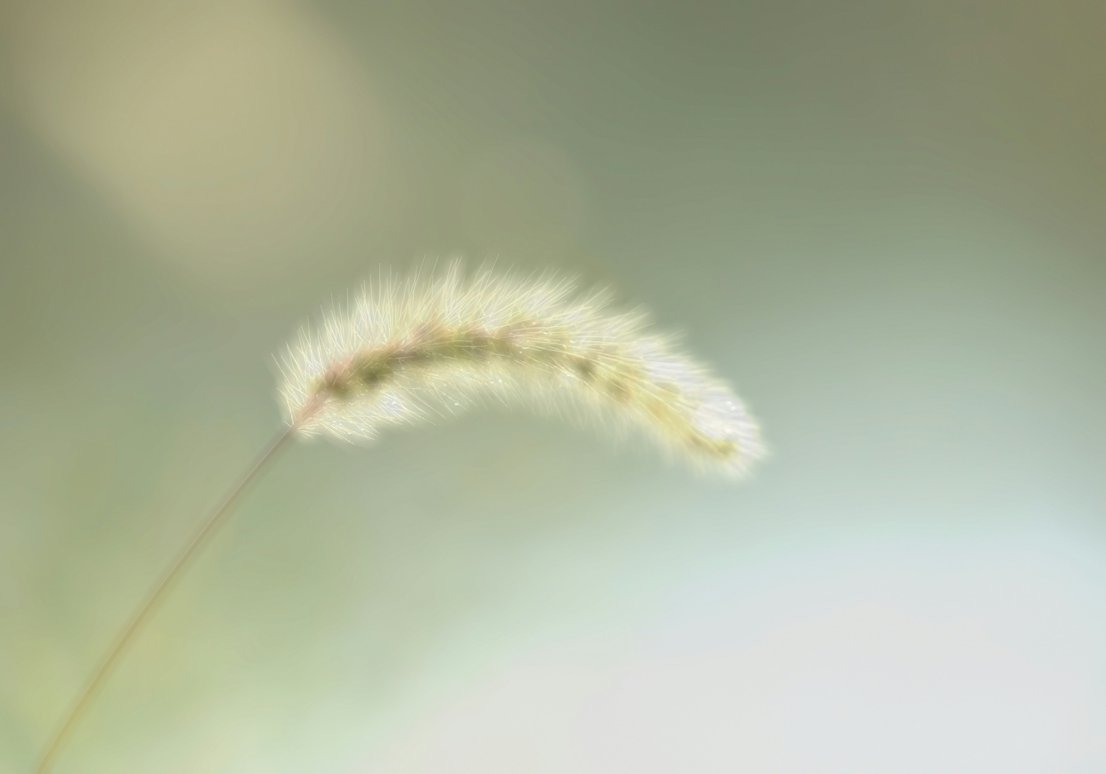 Une tige d'herbe avec un toupet blanc sur un fond doux