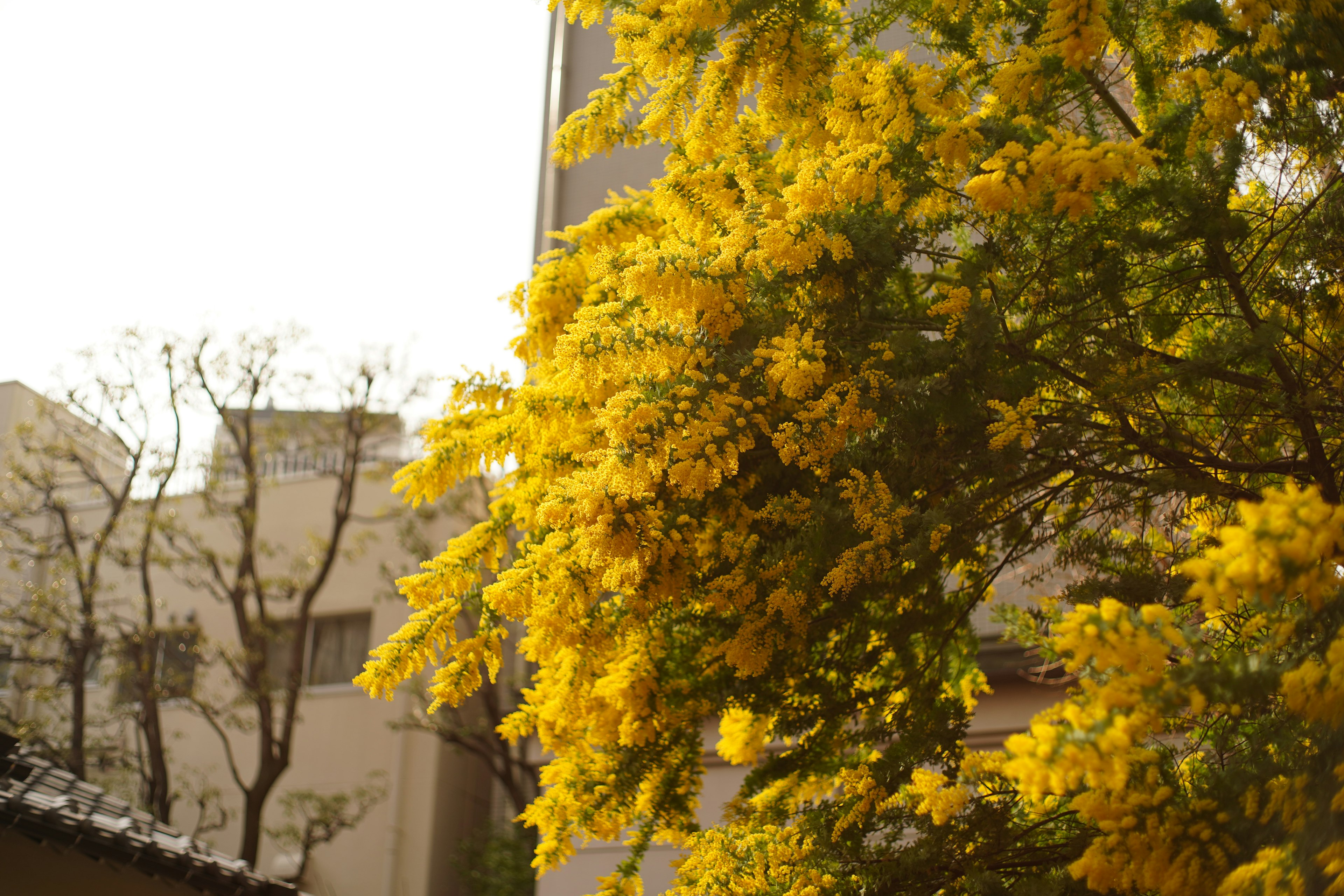 Tree with bright yellow flowers and a blurred building background