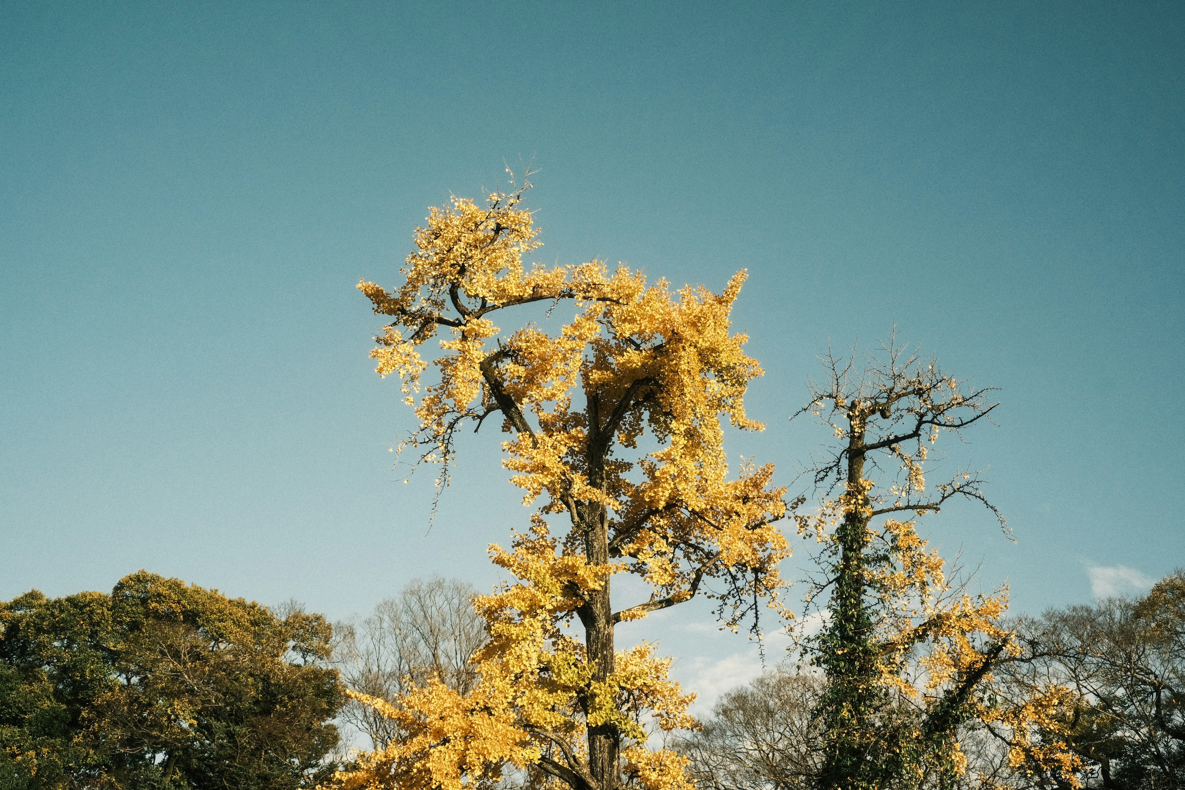 Bild eines Baumes mit gelben Blättern vor blauem Himmel