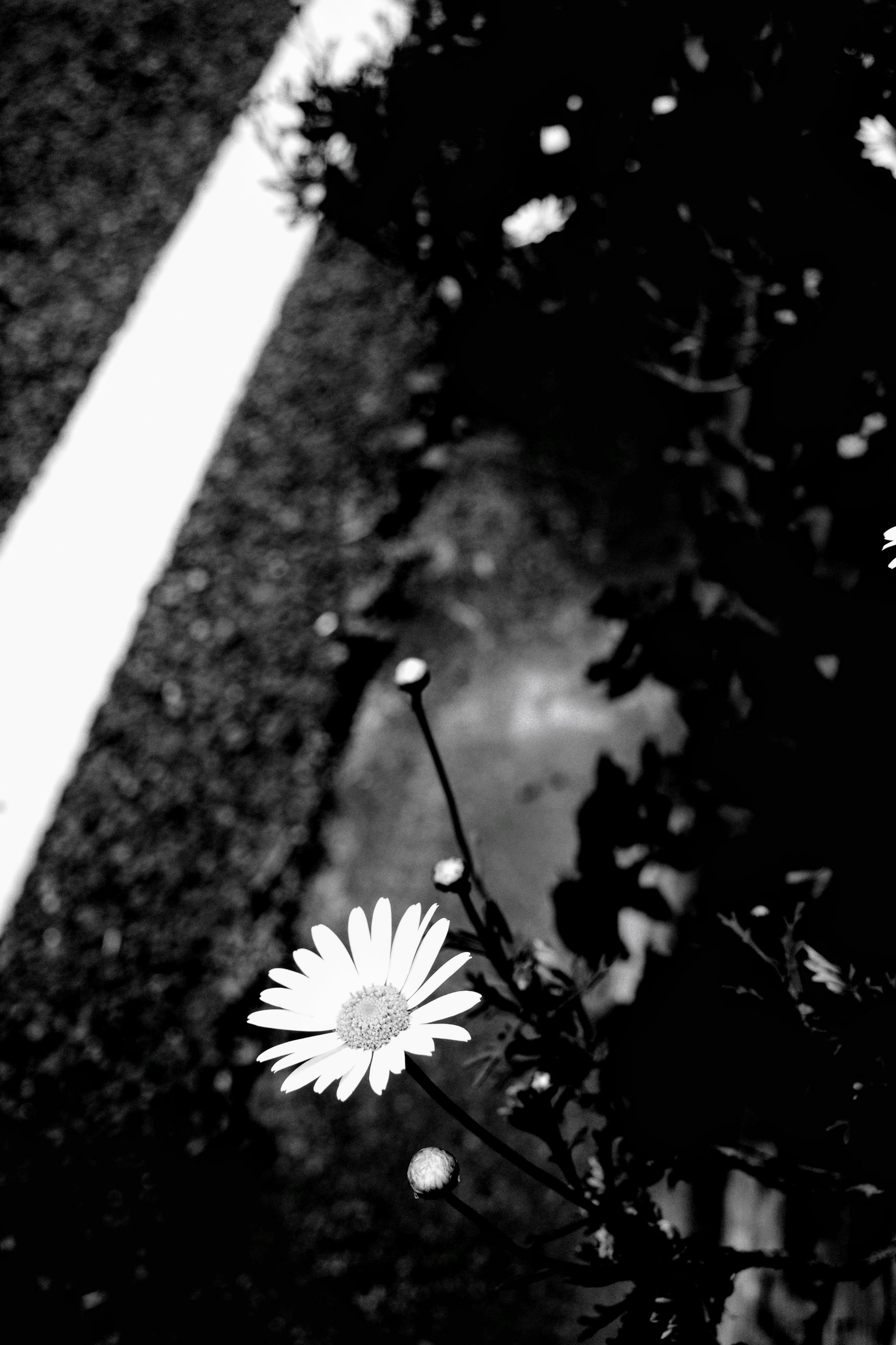 Contrasting black and white photo of a white flower beside a road