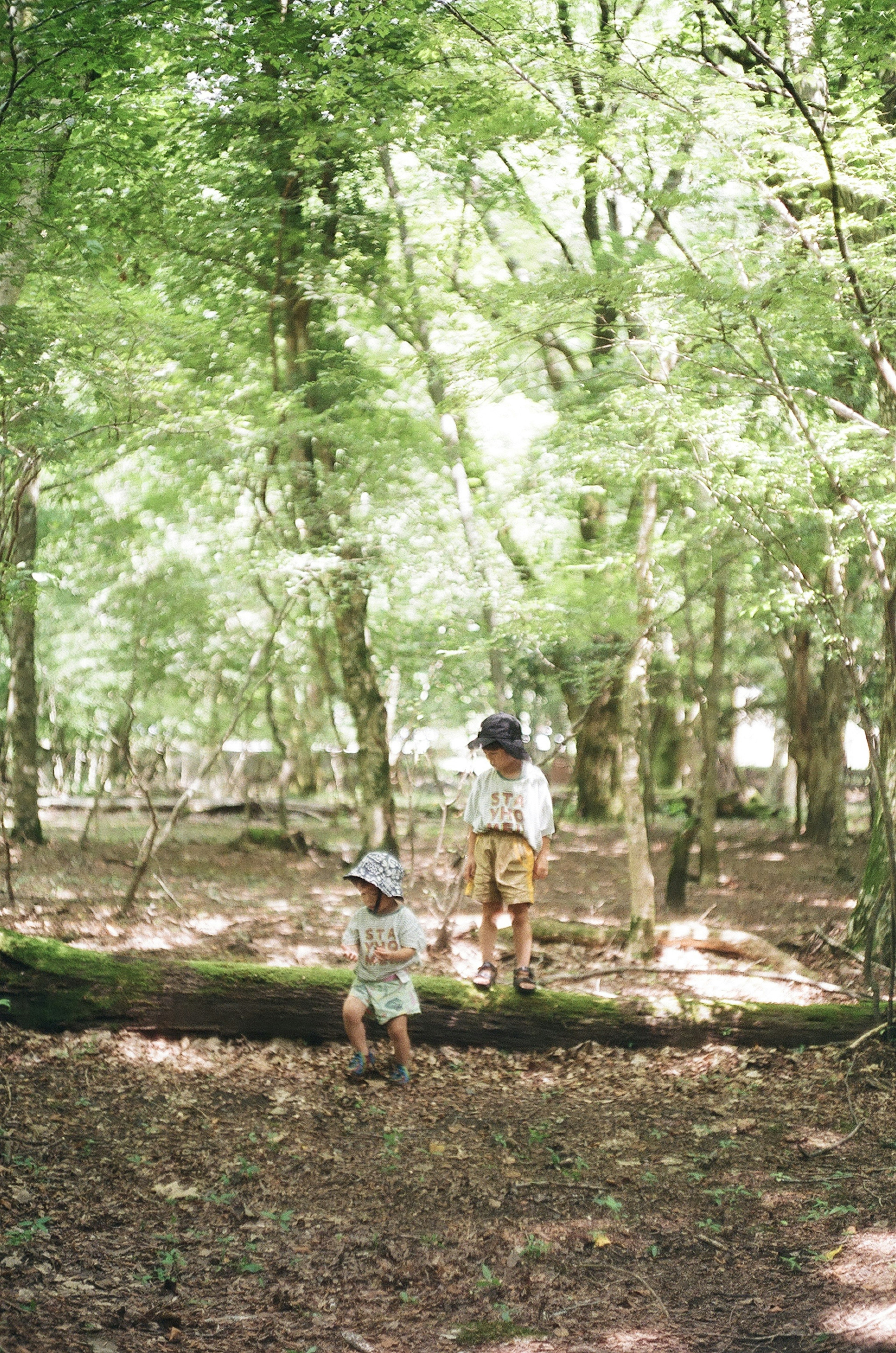 Children playing in a lush green forest