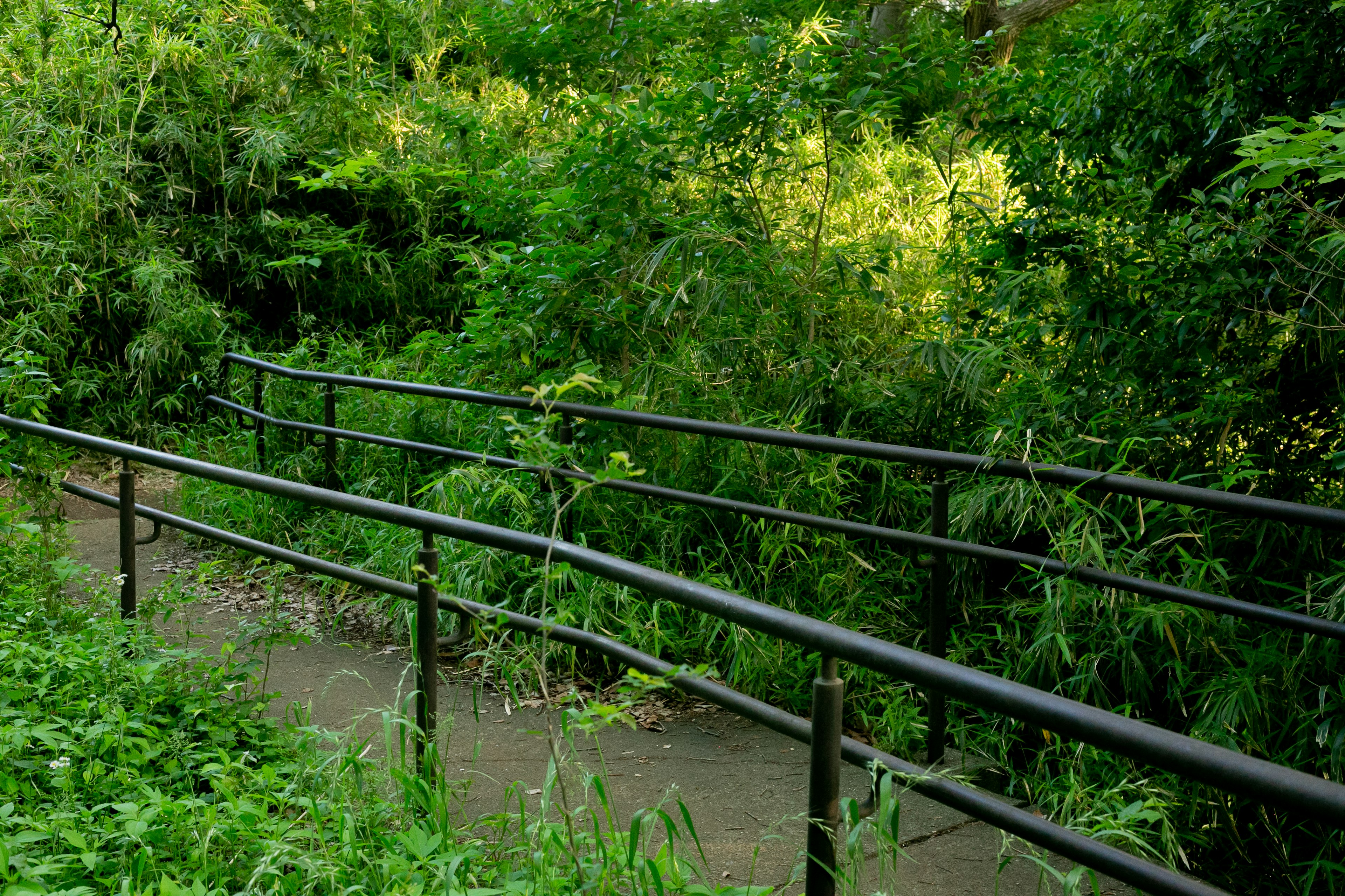 Curved paved path with black railing surrounded by lush greenery