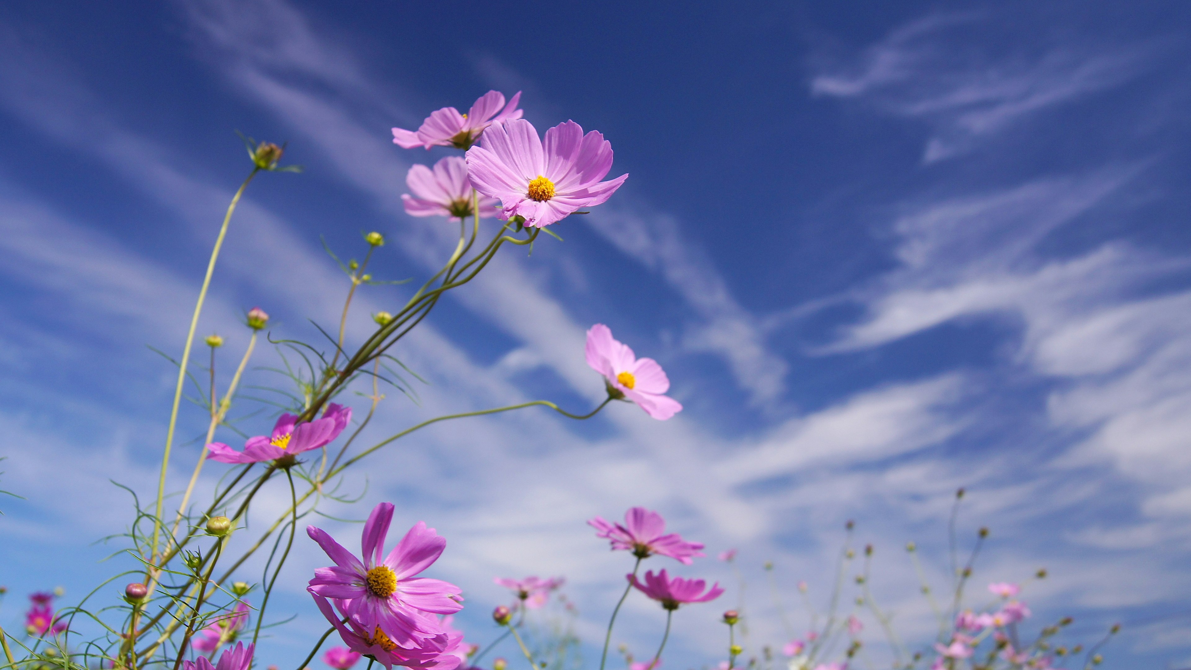 Bunga cosmos merah muda mekar di bawah langit biru