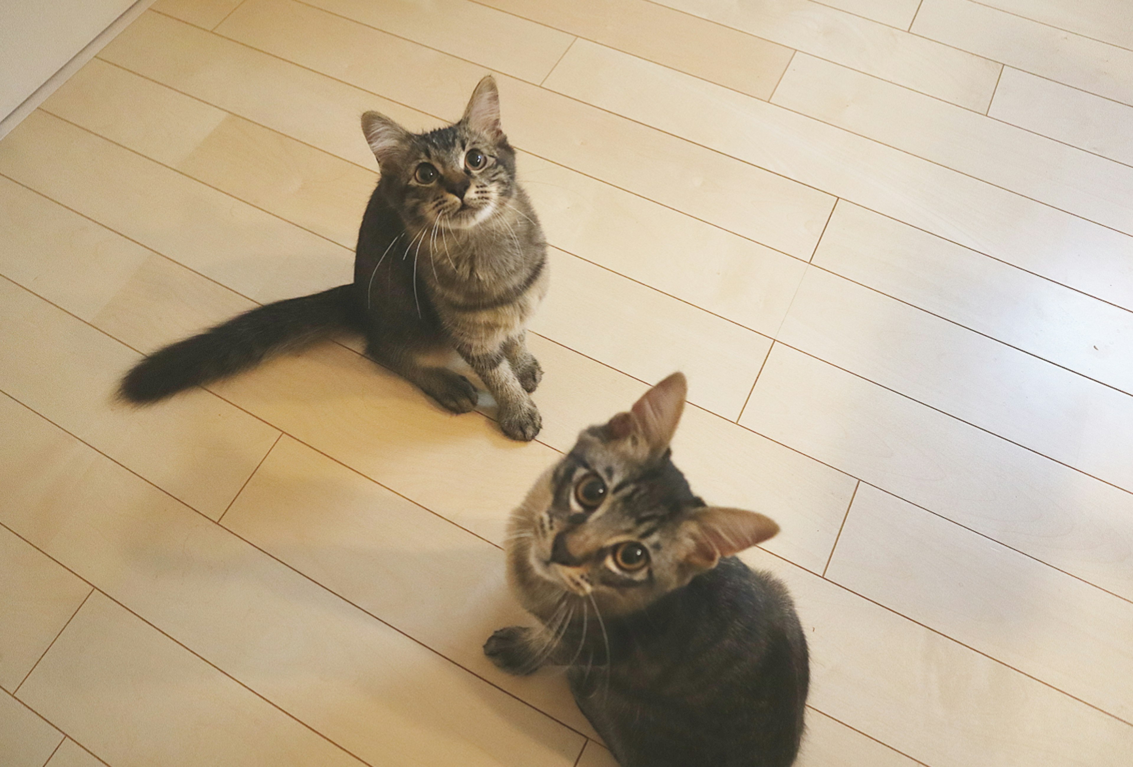 Two cats sitting on a wooden floor