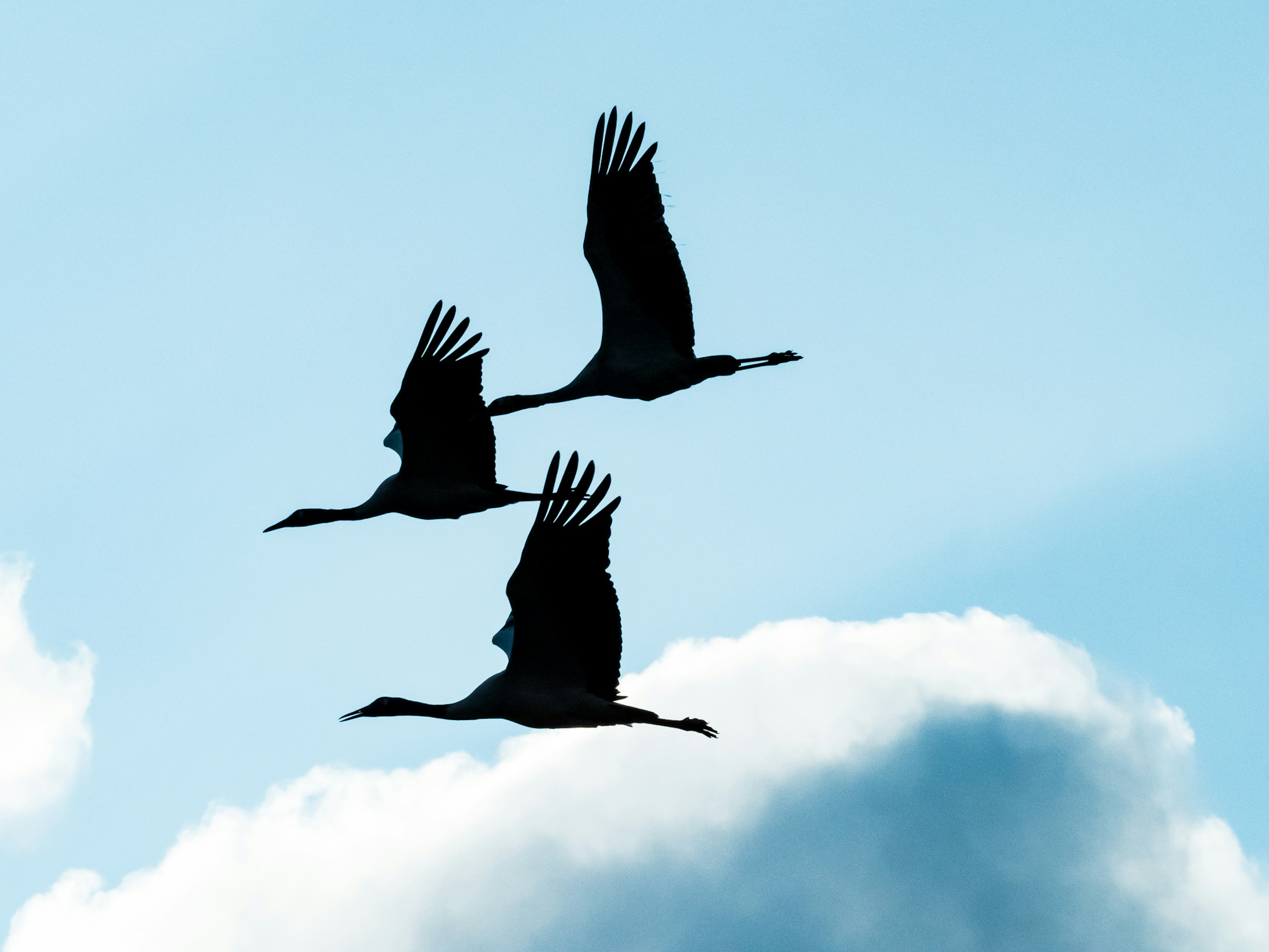 Silhouette von drei Kranichen, die gegen einen blauen Himmel fliegen