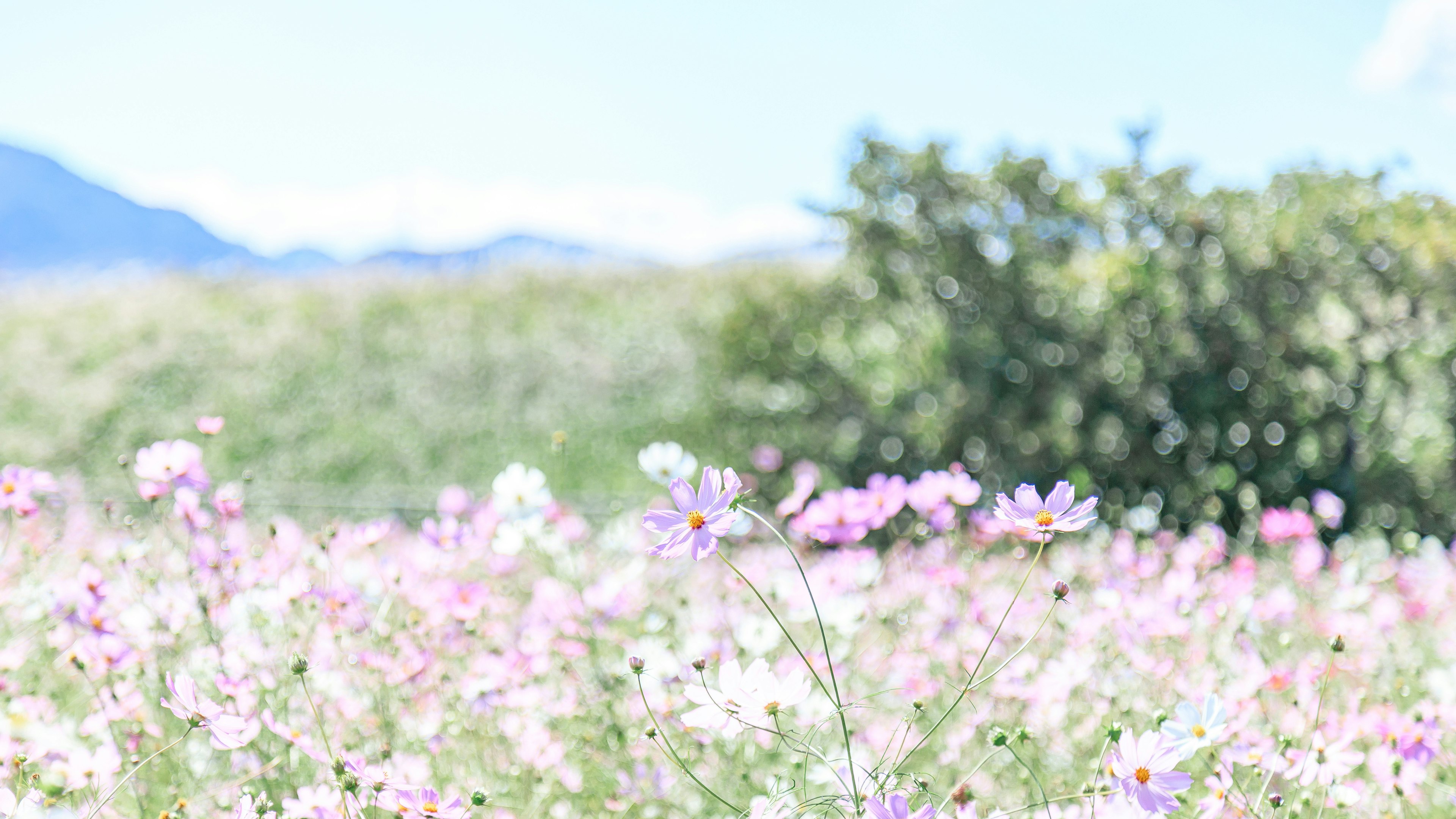 Field of pink flowers under a blue sky