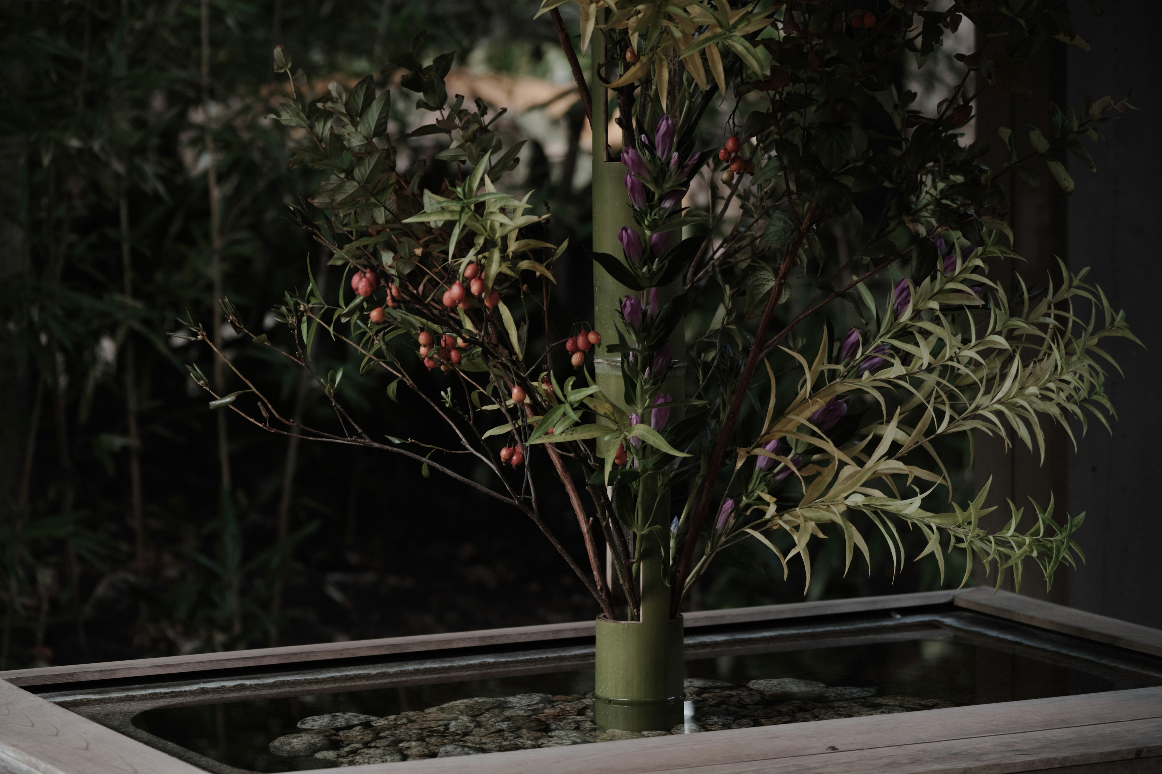 A plant arrangement featuring bamboo and foliage in a water basin