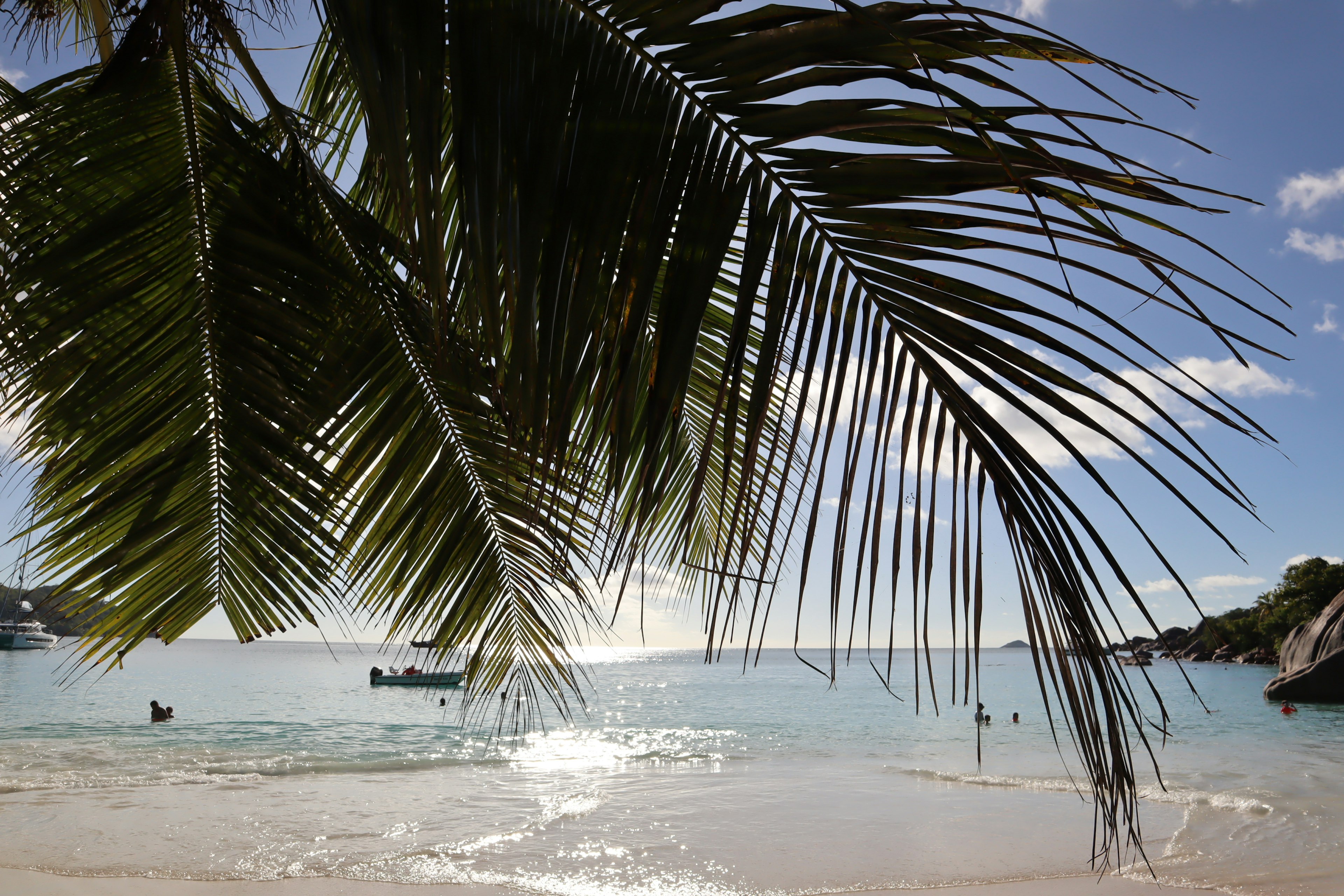 Una hermosa escena de playa con hojas de palmera