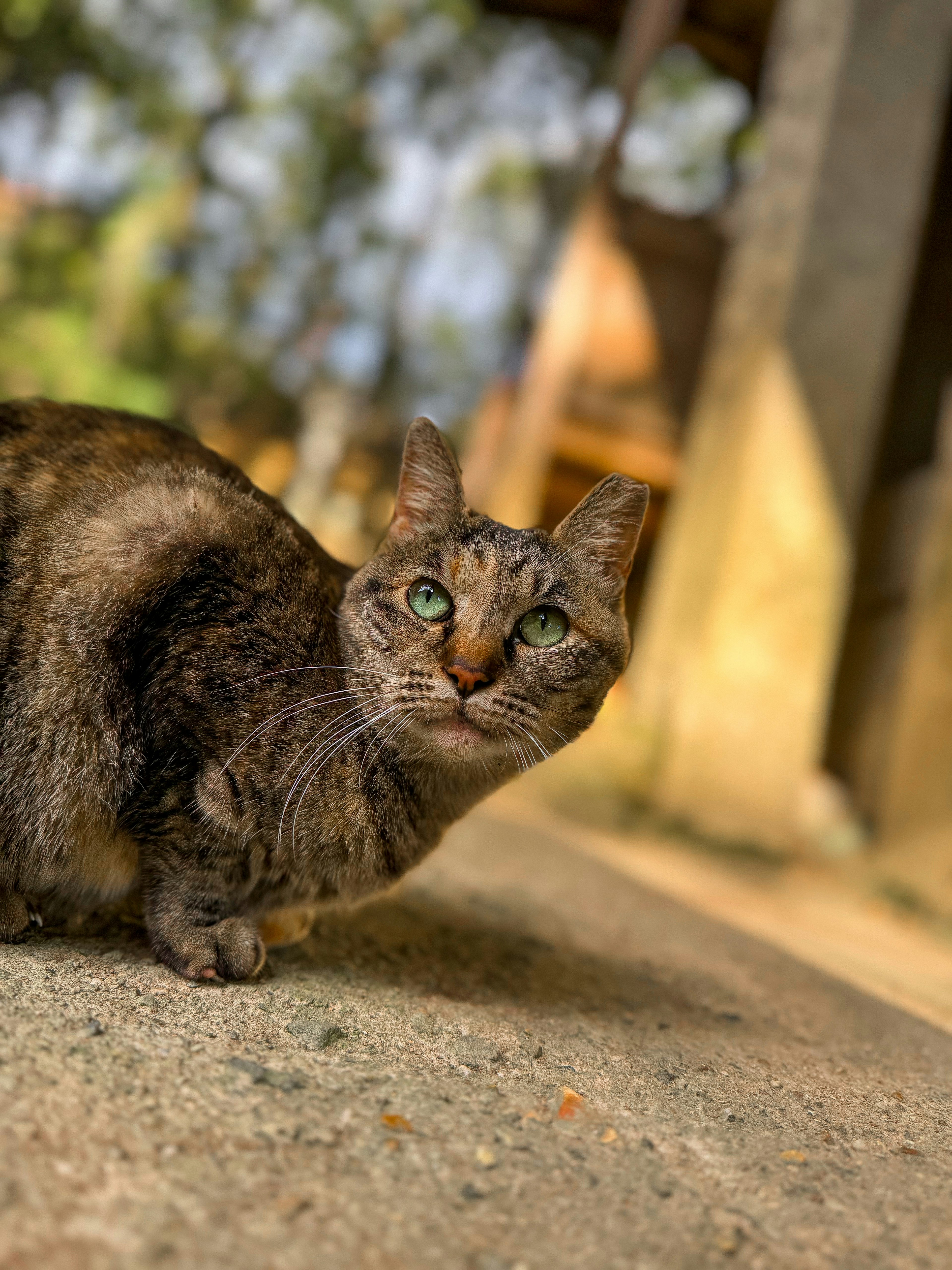 Un gatto seduto per terra in un ambiente naturale