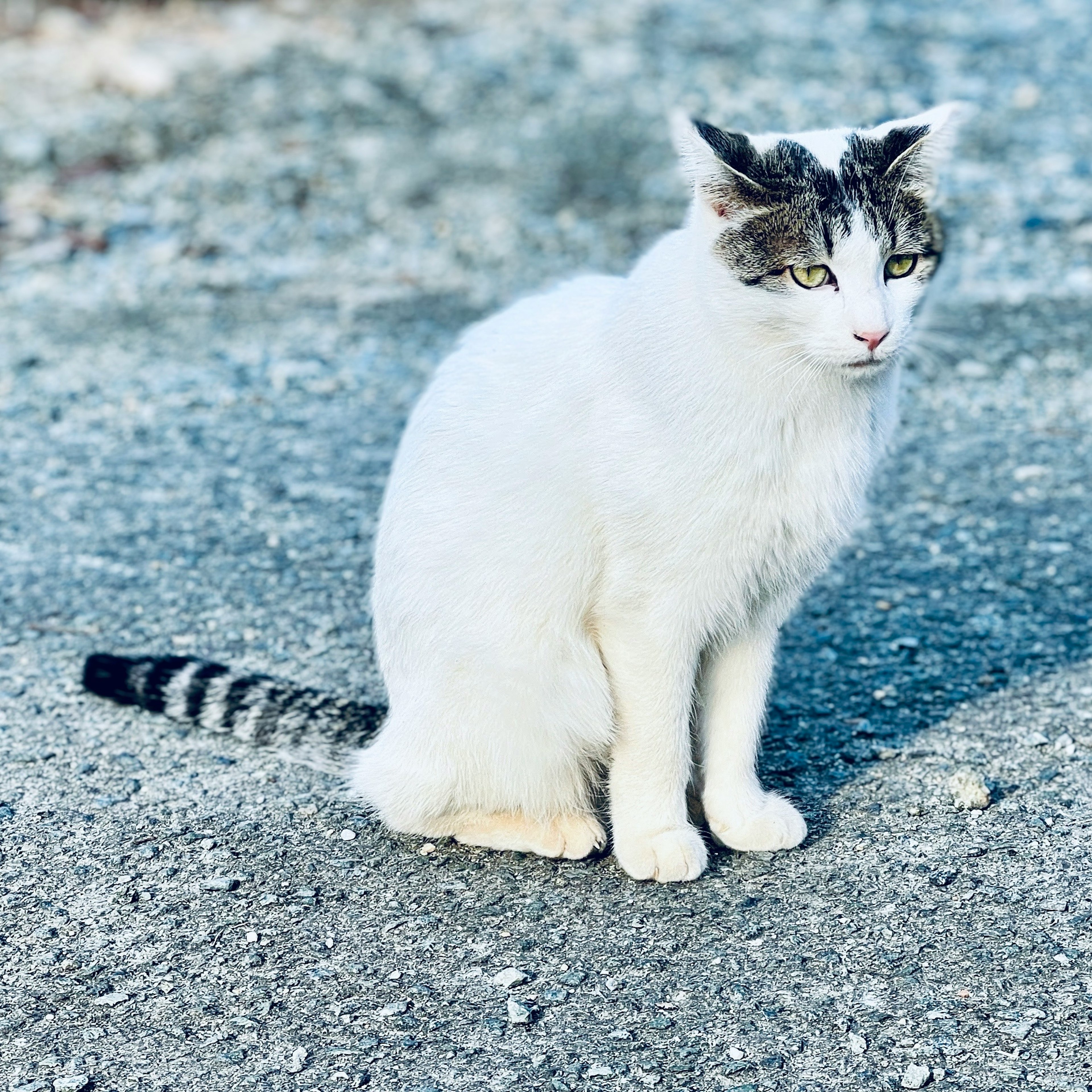 Un chat blanc assis sur une surface grise