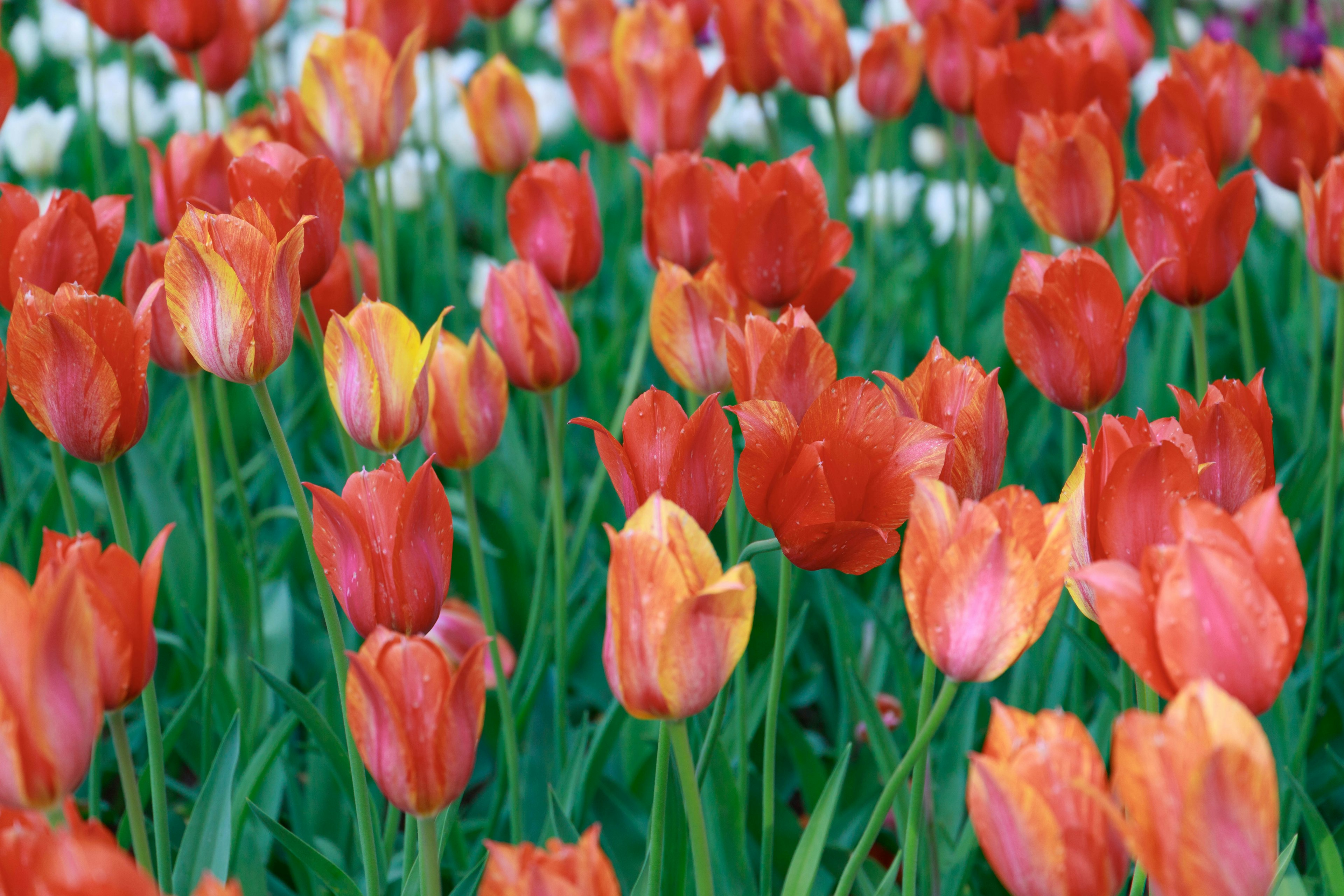 A vibrant field of blooming tulips in various shades of red and orange