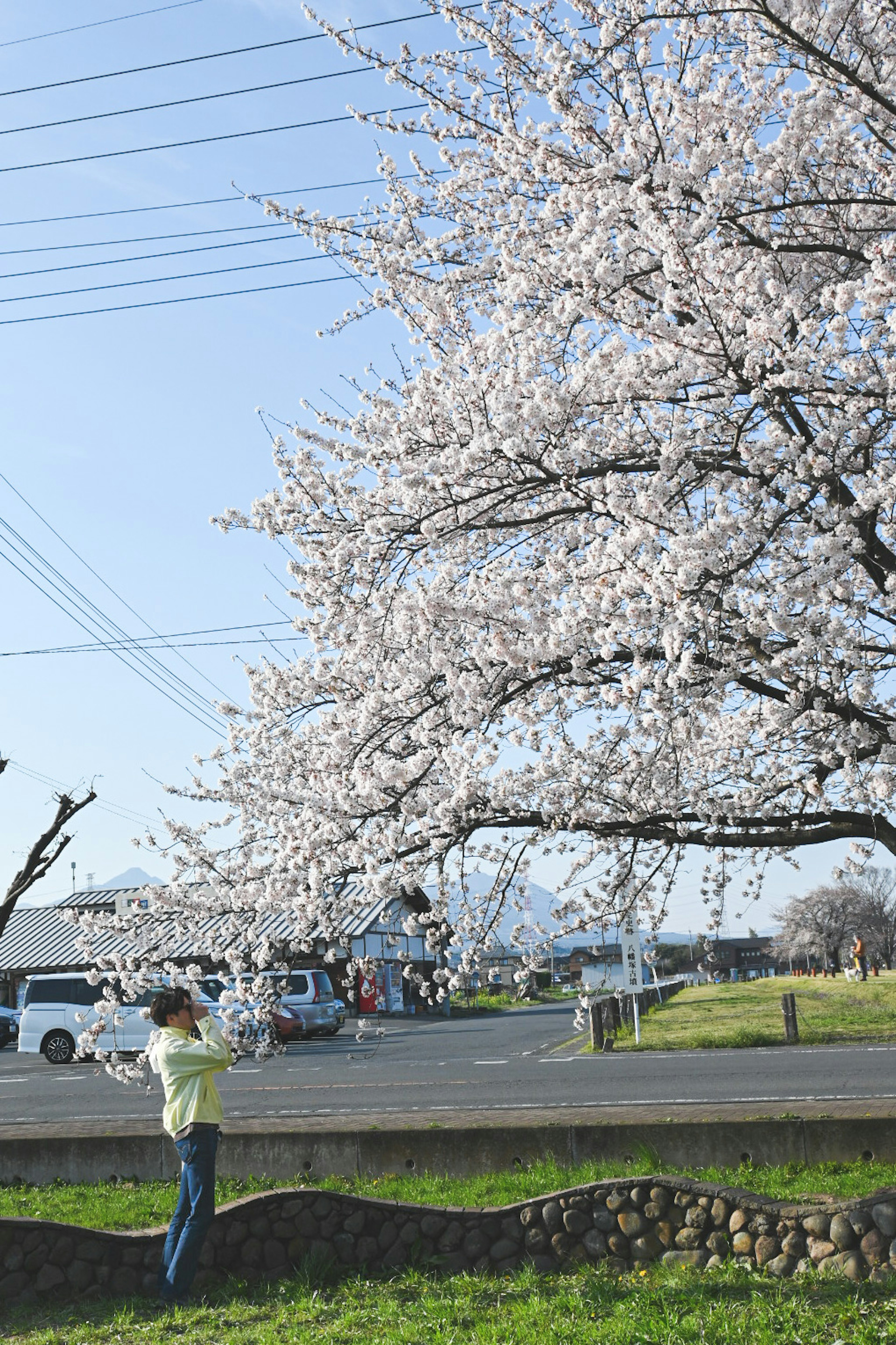 Orang menikmati bunga sakura di bawah pohon dengan langit biru yang cerah