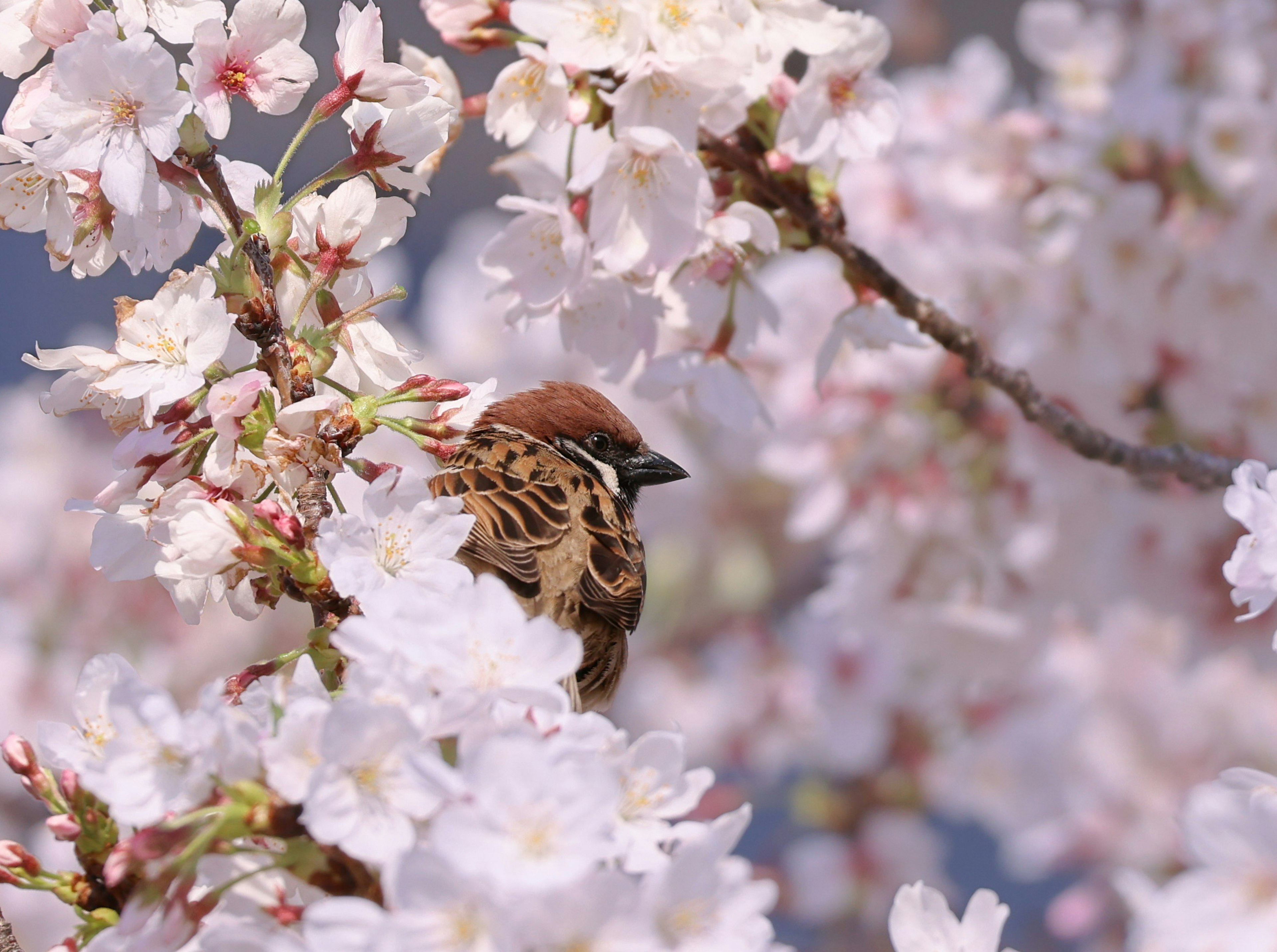 桜の花の中にいる小鳥の写真