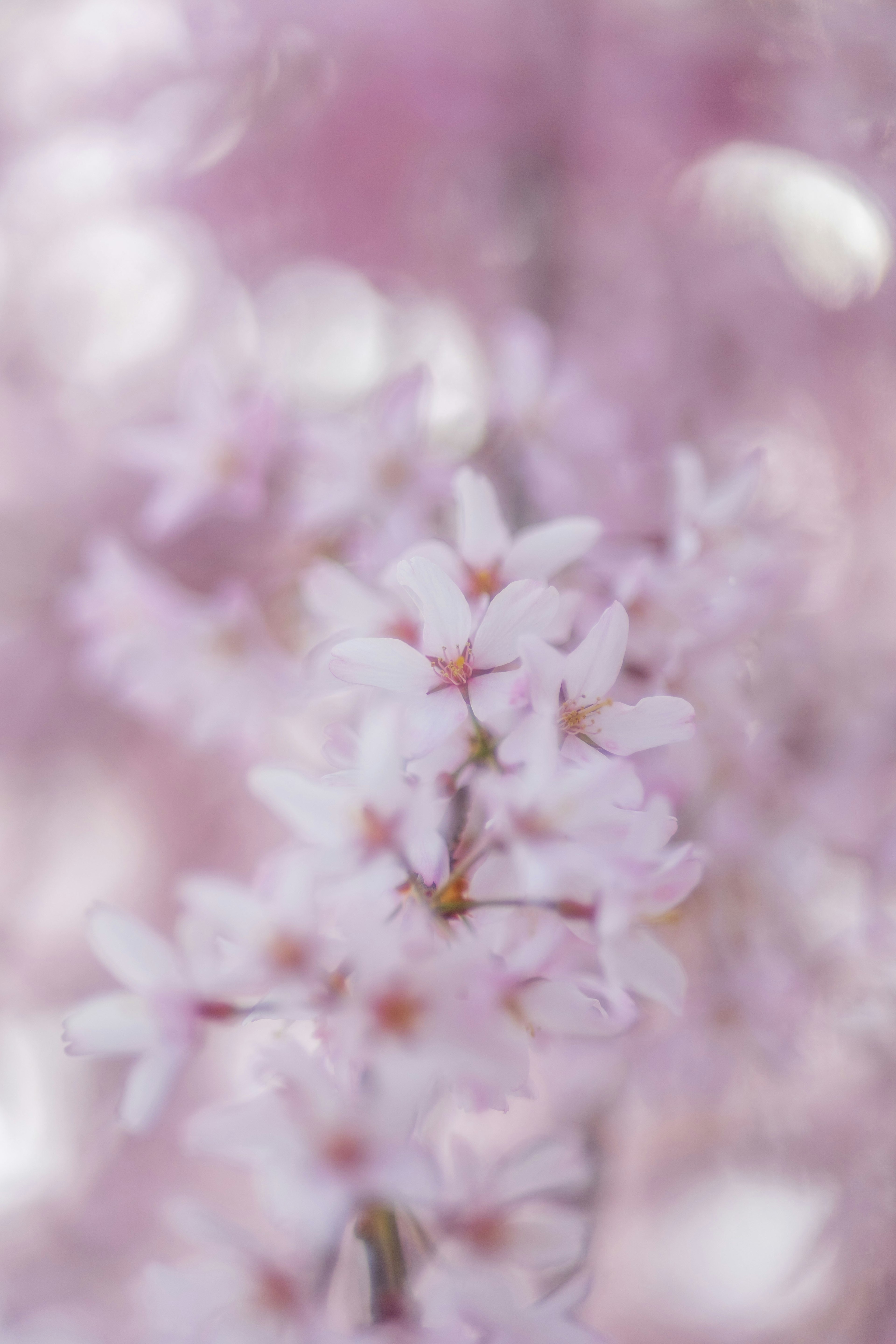 Primer plano de flores rosa pálido en un árbol