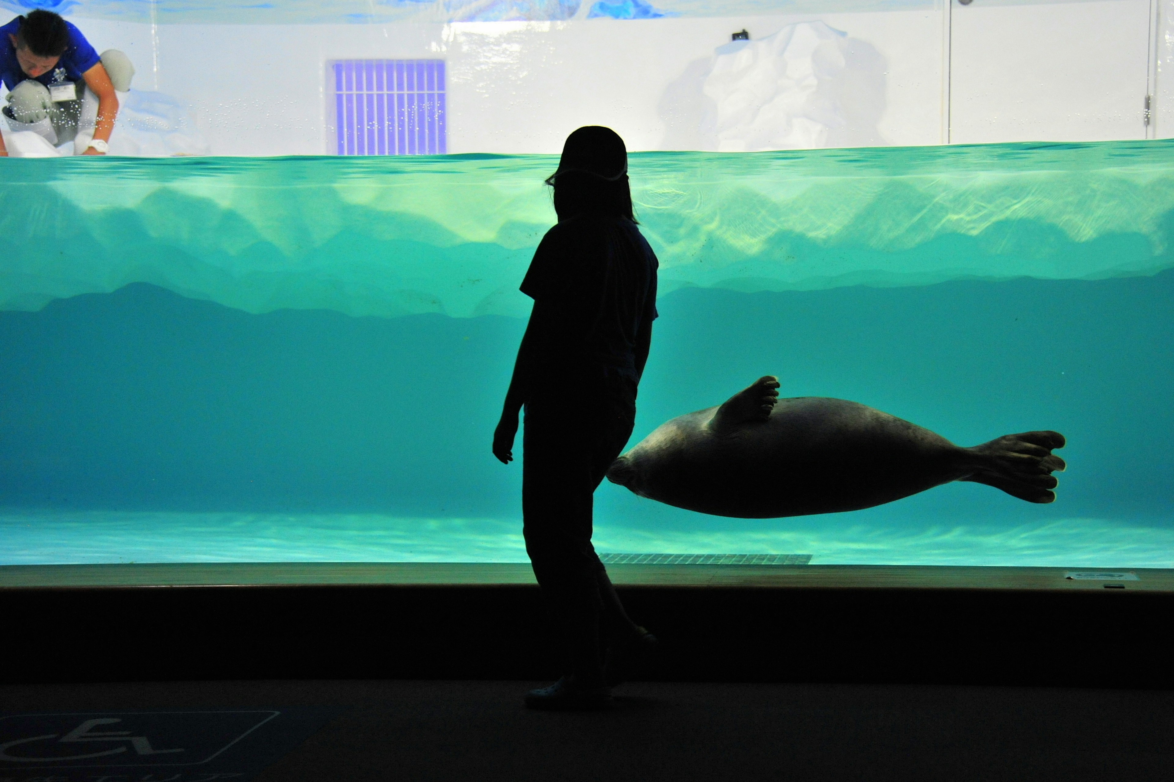 水族馆中游泳的海豹的轮廓和一个人