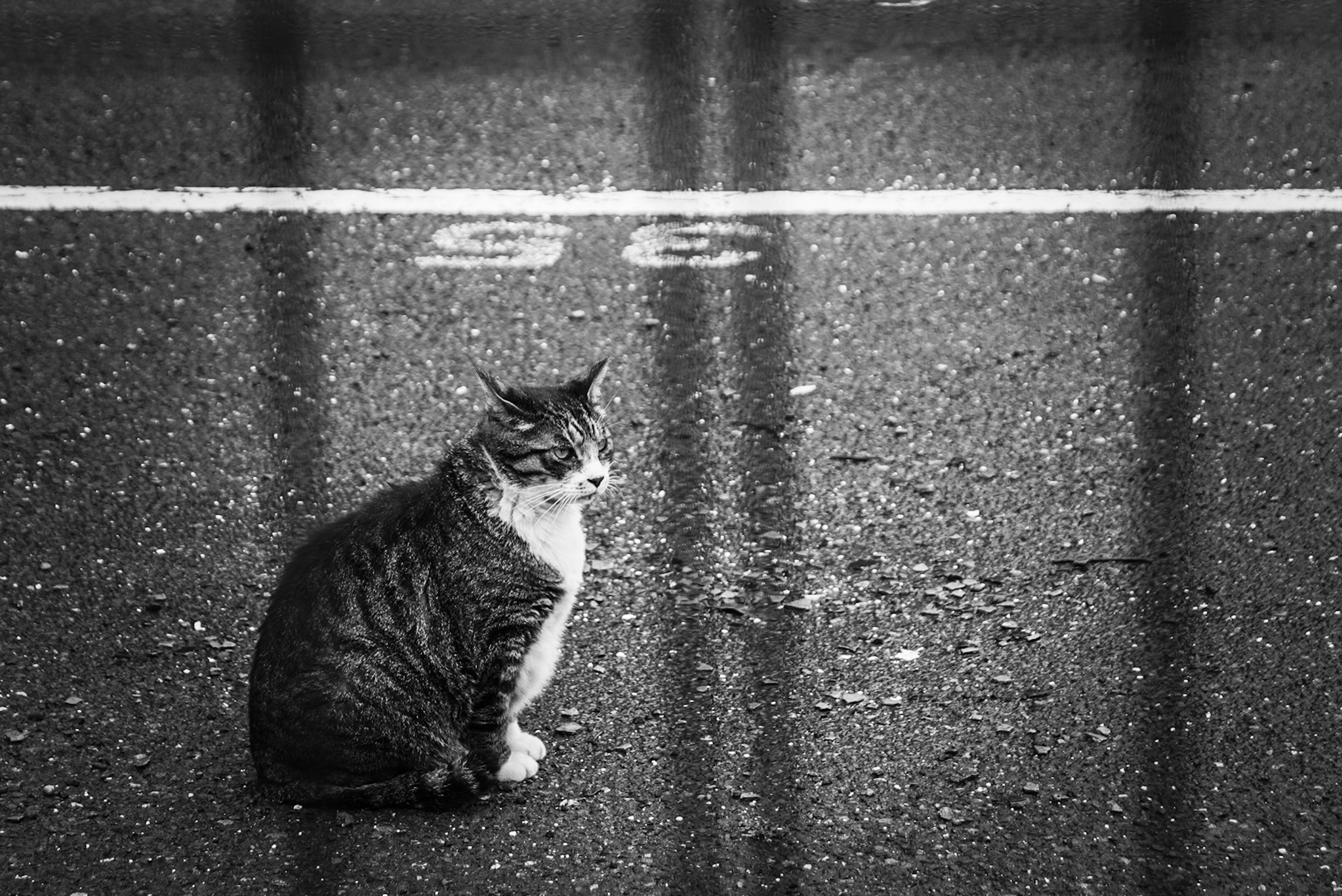 白黒の背景に座っている猫と道路の白い線