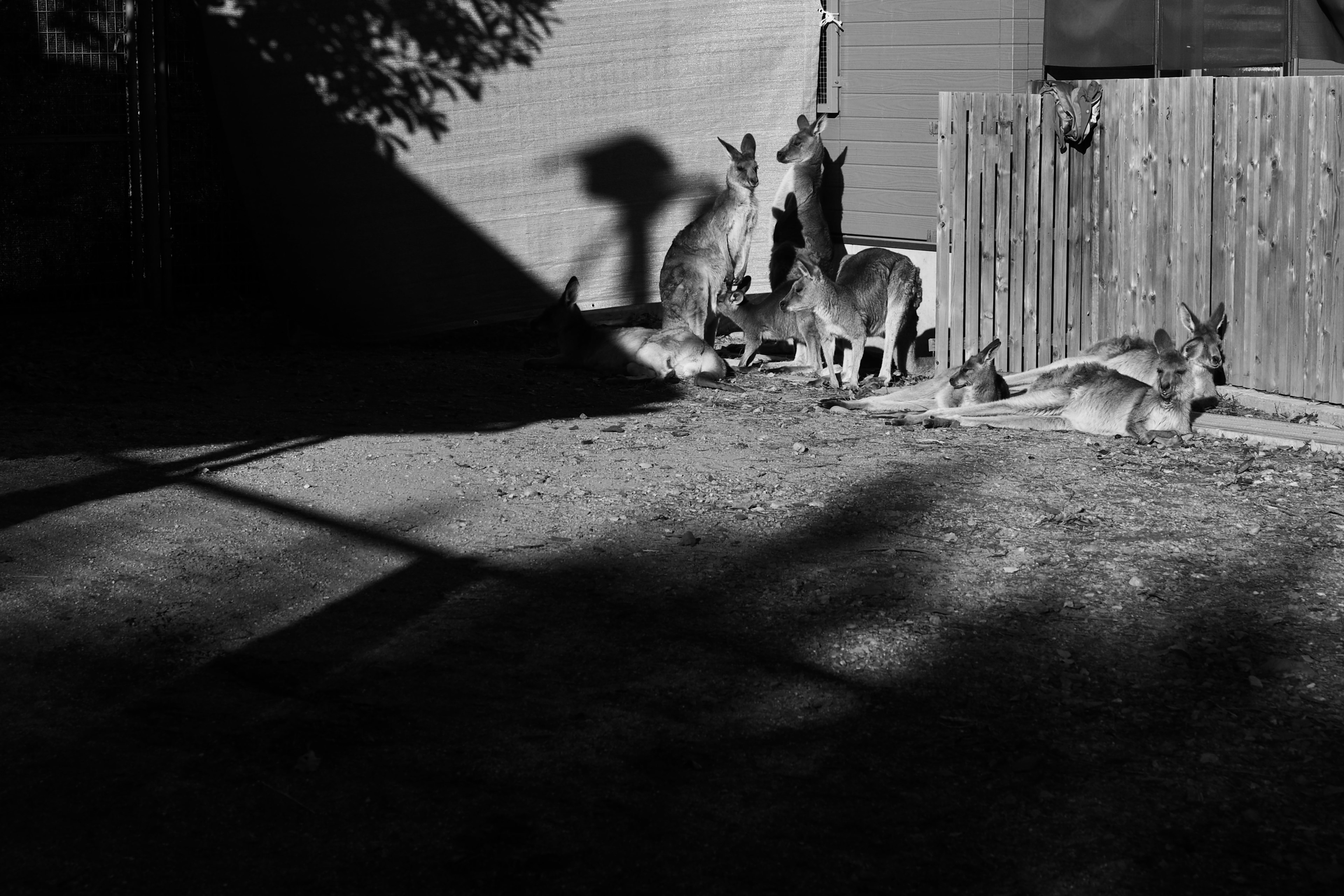 Un grupo de canguros descansando cerca de una cerca de madera en un entorno en blanco y negro