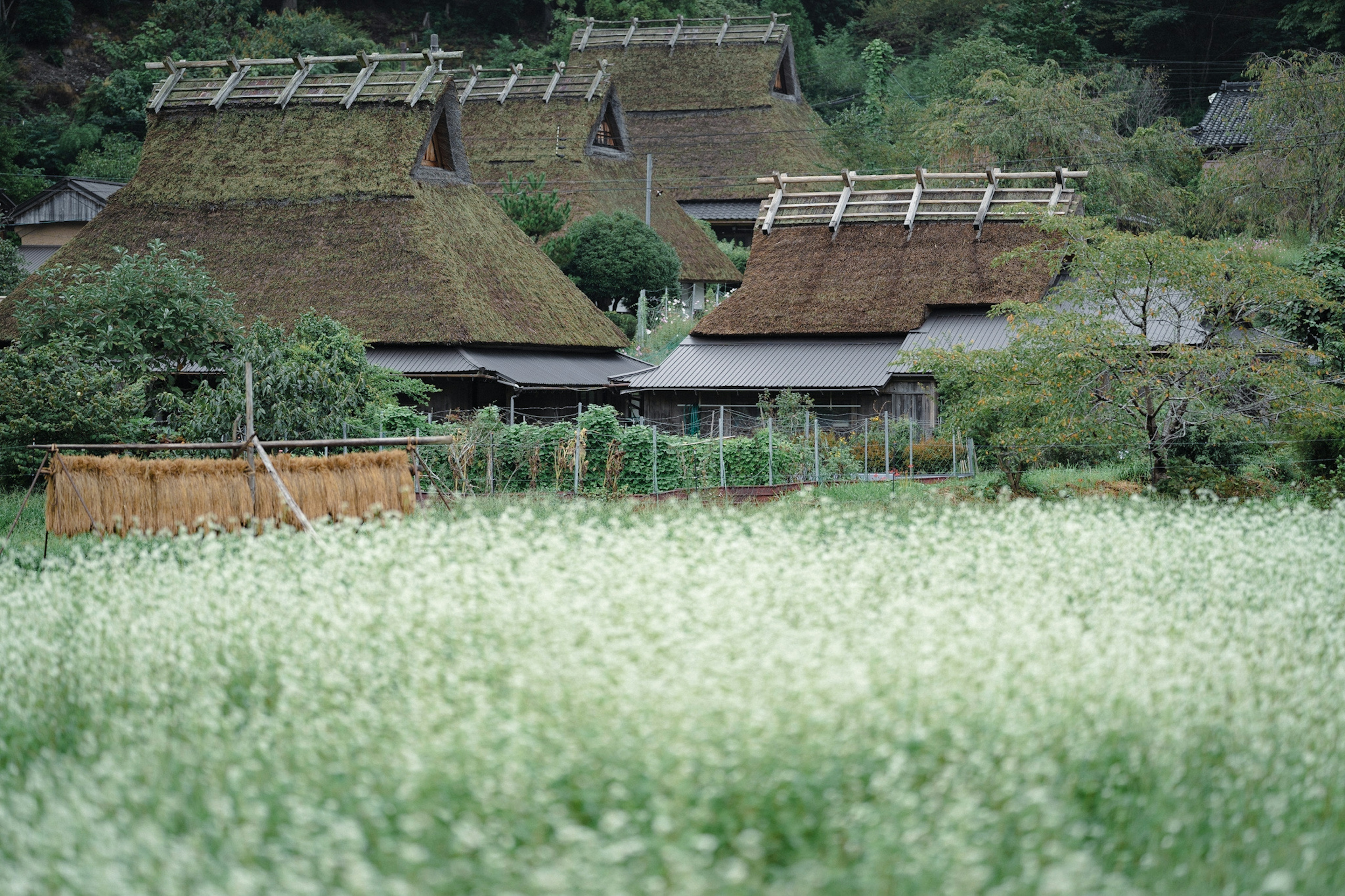 白い花が咲く田園風景と伝統的な茅葺き屋根の家々