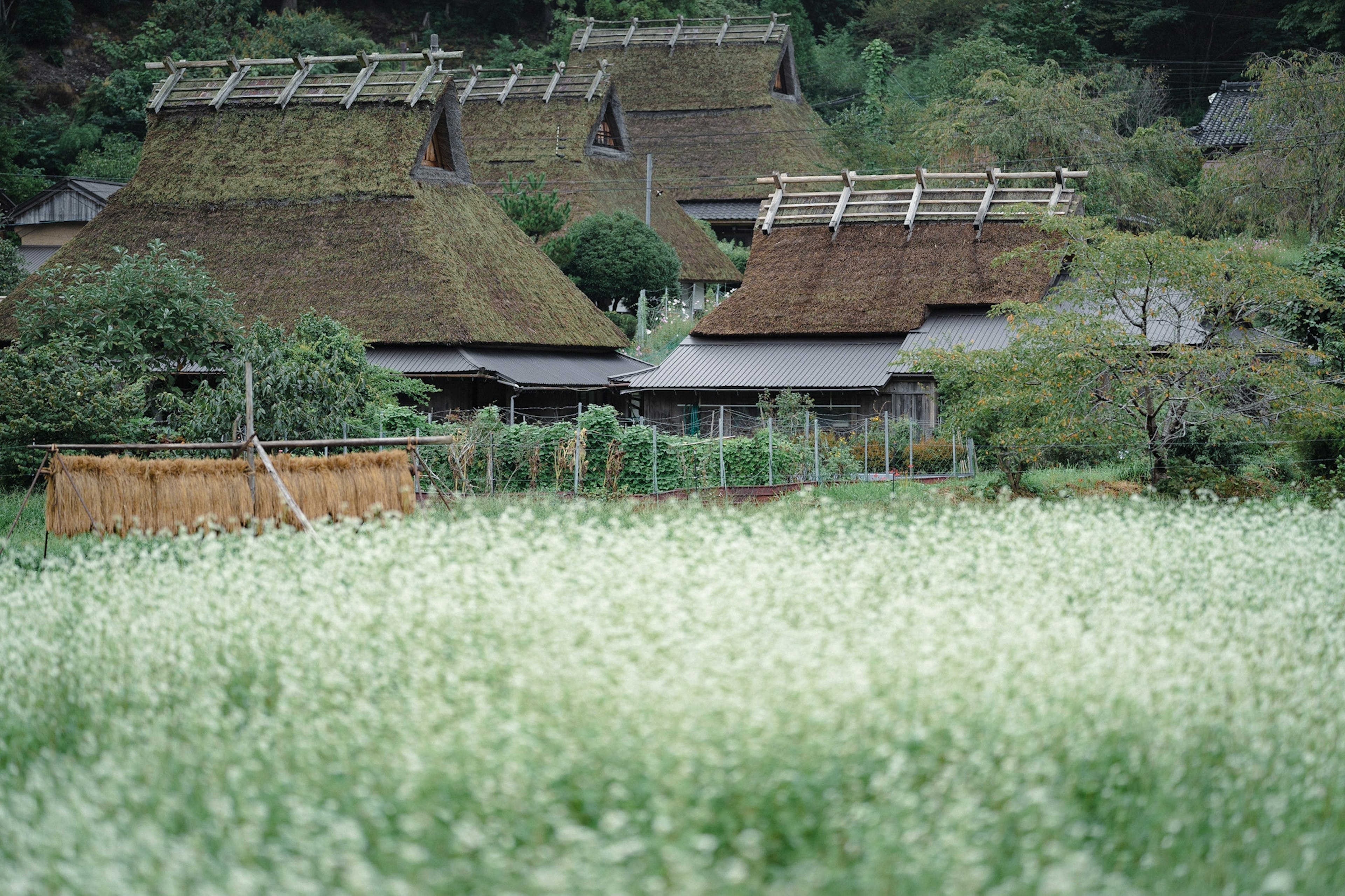 Pemandangan pedesaan dengan bunga putih mekar dan rumah tradisional atap jerami