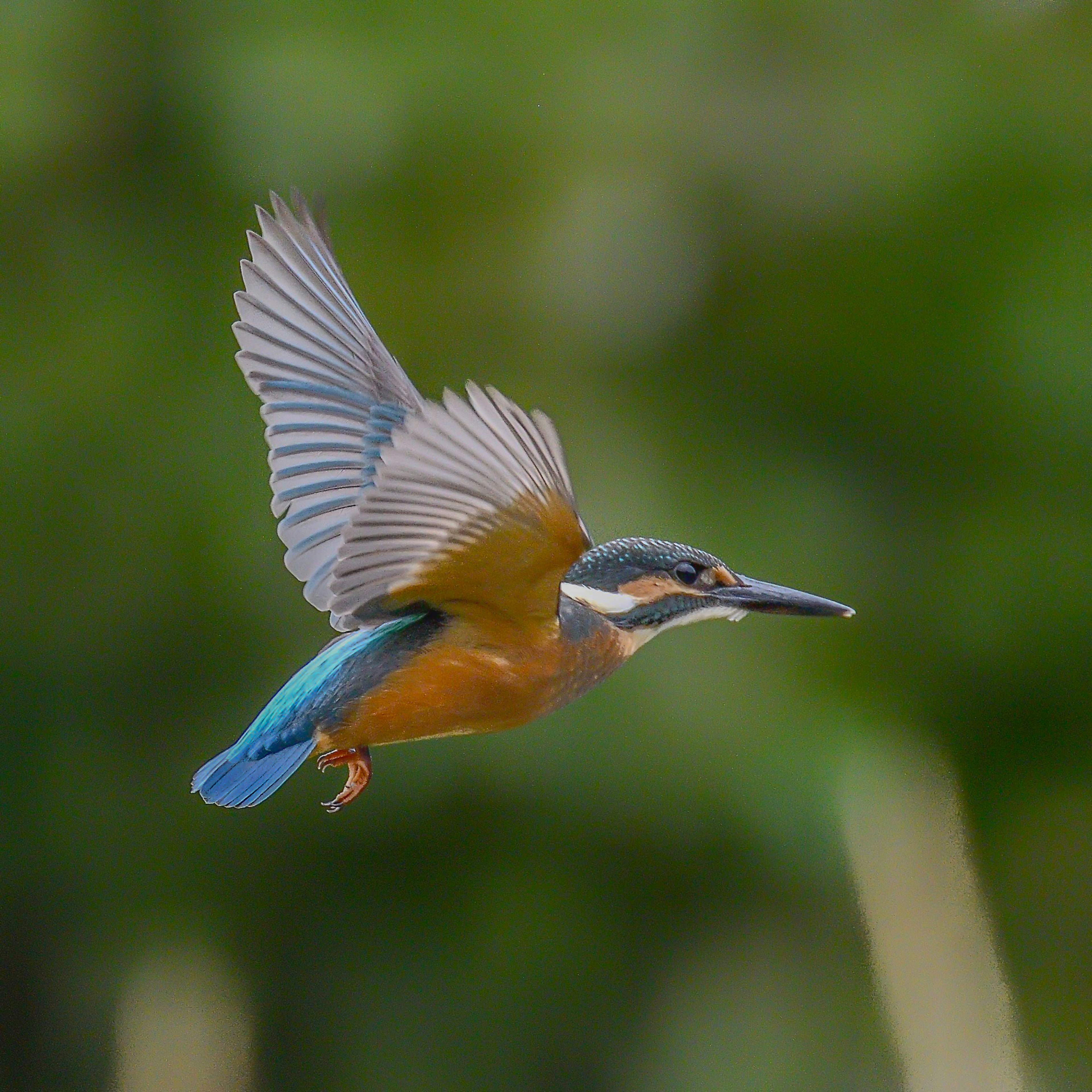 Burung kingfisher terbang menunjukkan sayap biru cerah dan tubuh oranye